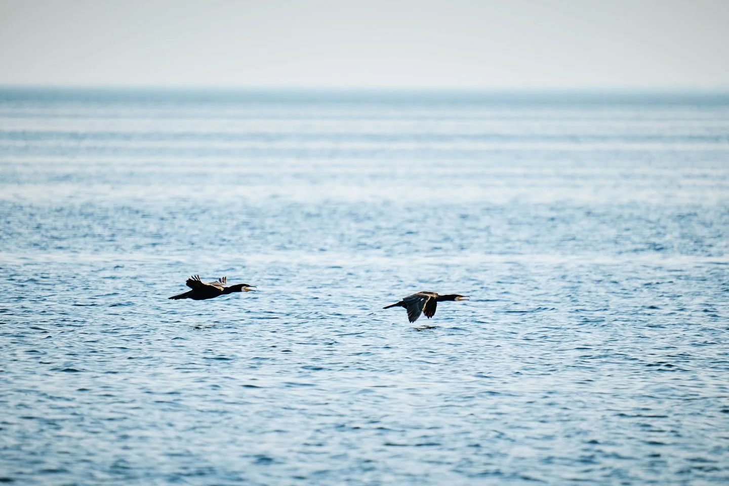 📷 Panasonic Lumix S5 with  SIGMA 150-600mm F5-6.3 DG DN OS | Sports

#lumixs5 #lumix #shotonlumix #panasoniclumix #panasonics5 #sigma #sigmalens #sigmanordic #sigma150600 #captureone #photography #birdphotography