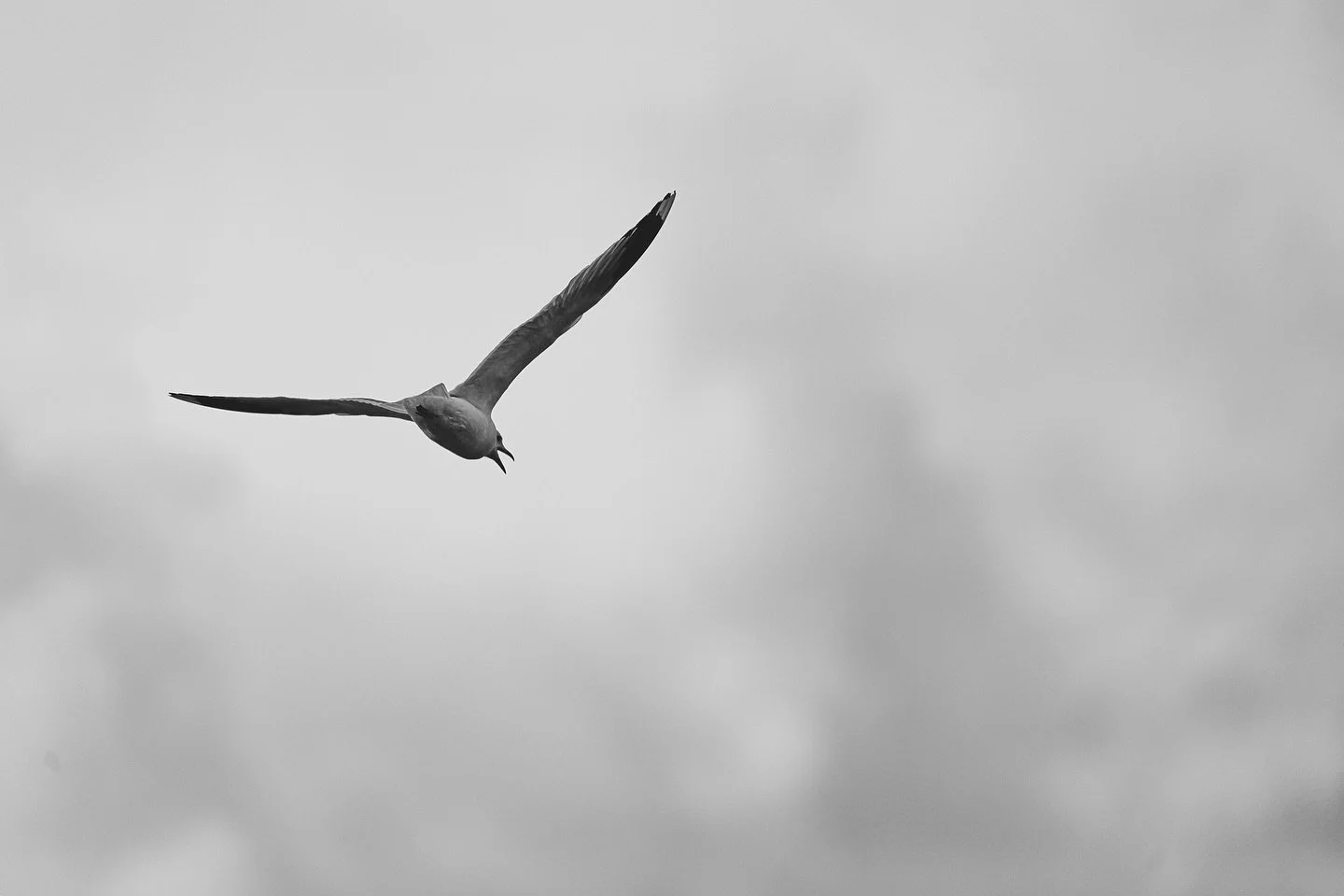 📷 Panasonic Lumix S5 with  SIGMA 150-600mm F5-6.3 DG DN OS | Sports

#lumixs5 #lumix #shotonlumix #panasoniclumix #panasonics5 #sigma #sigmalens #sigmanordic #sigma150600 #captureone #photography #birdphotography