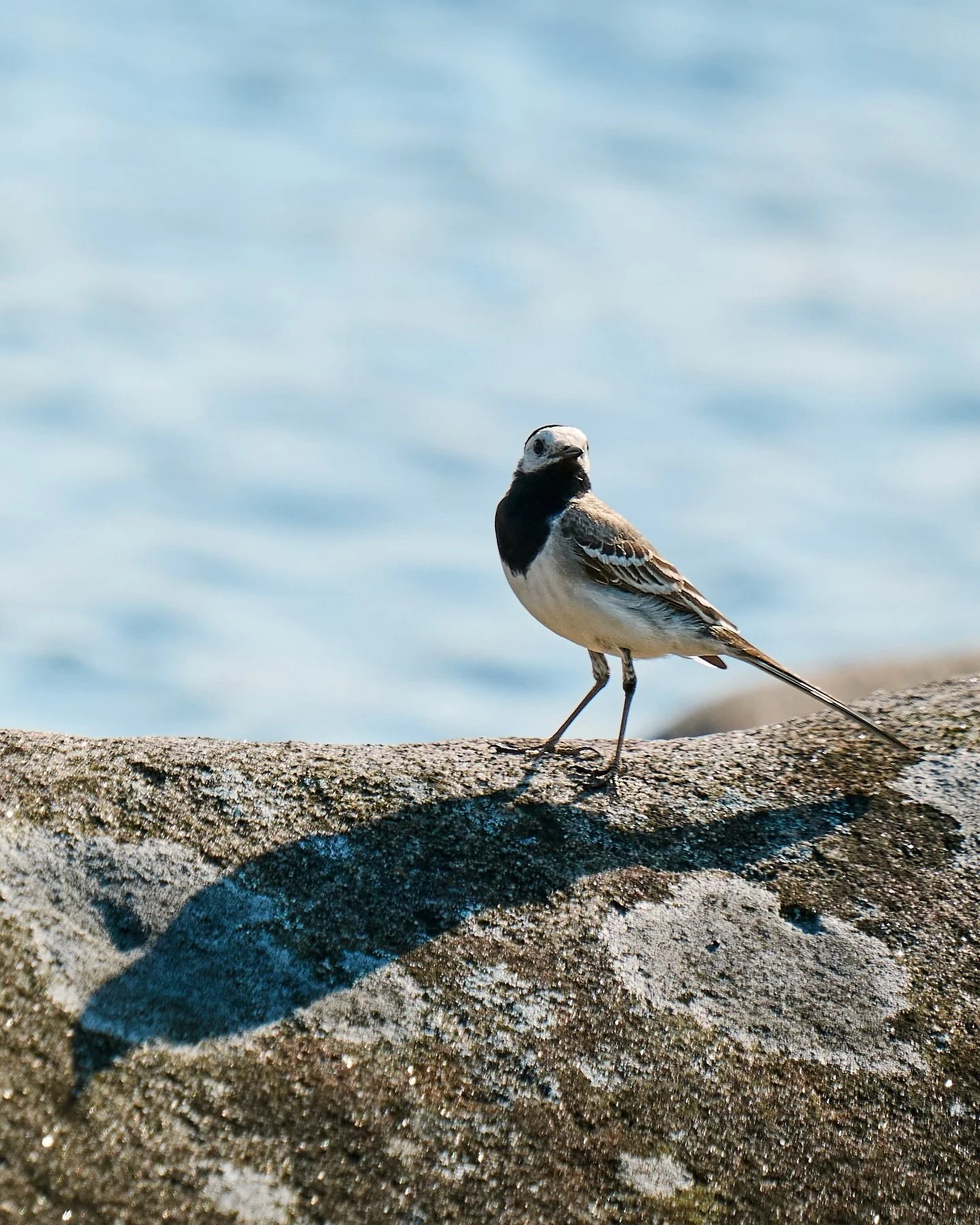 📷 Panasonic Lumix S5 with  SIGMA 150-600mm F5-6.3 DG DN OS | Sports

#lumixs5 #lumix #shotonlumix #panasoniclumix #panasonics5 #sigma #sigmalens #sigmanordic #sigma150600 #captureone #photography #birdphotography