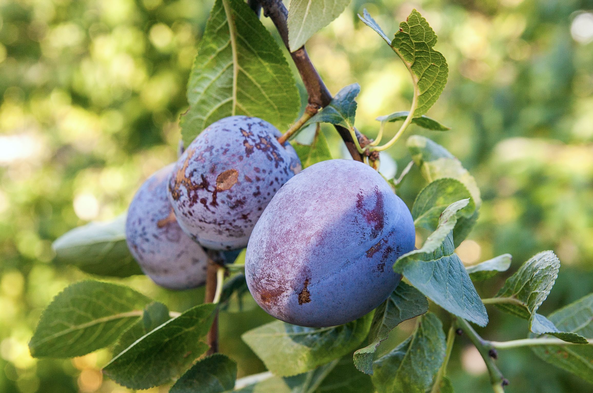 Screenshot 2026-04-03 at 3.05.17 PM.png