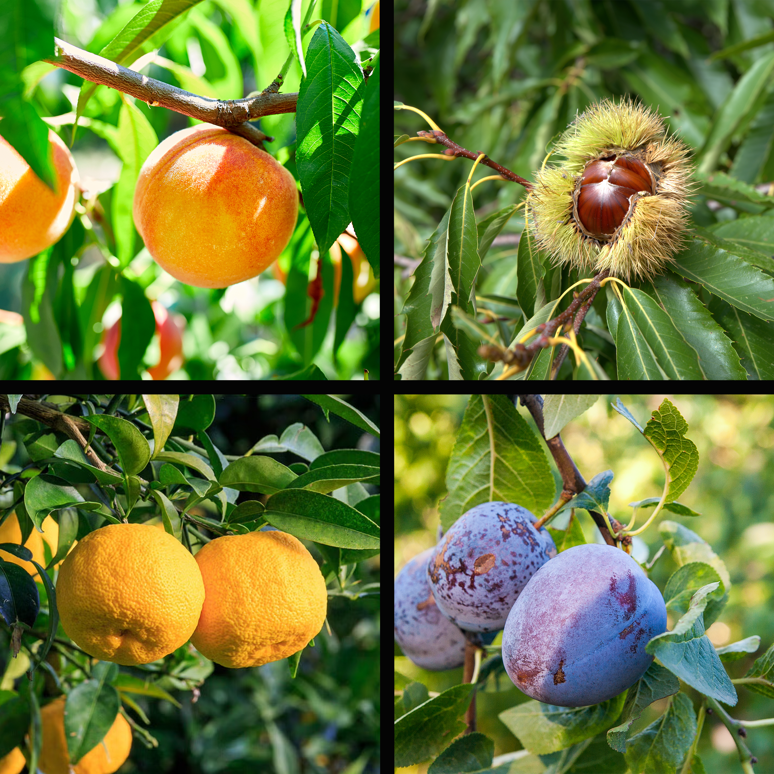 Collage of four images showing different types of fruit on trees: Top left - peaches, top right - chestnut in burr, bottom left - yuzu, bottom right - plums.