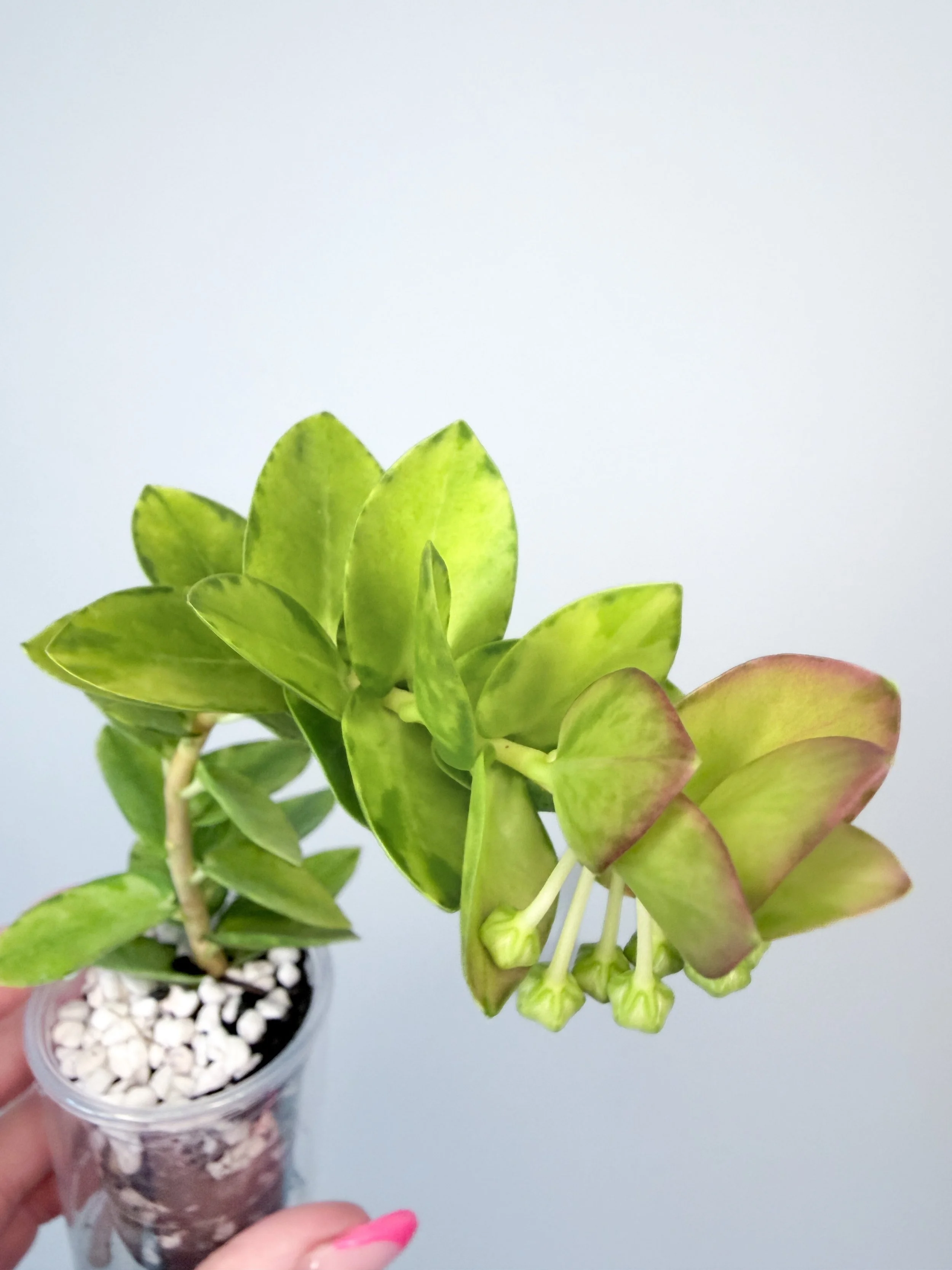 Hoya Cumingiana Inner Variegated