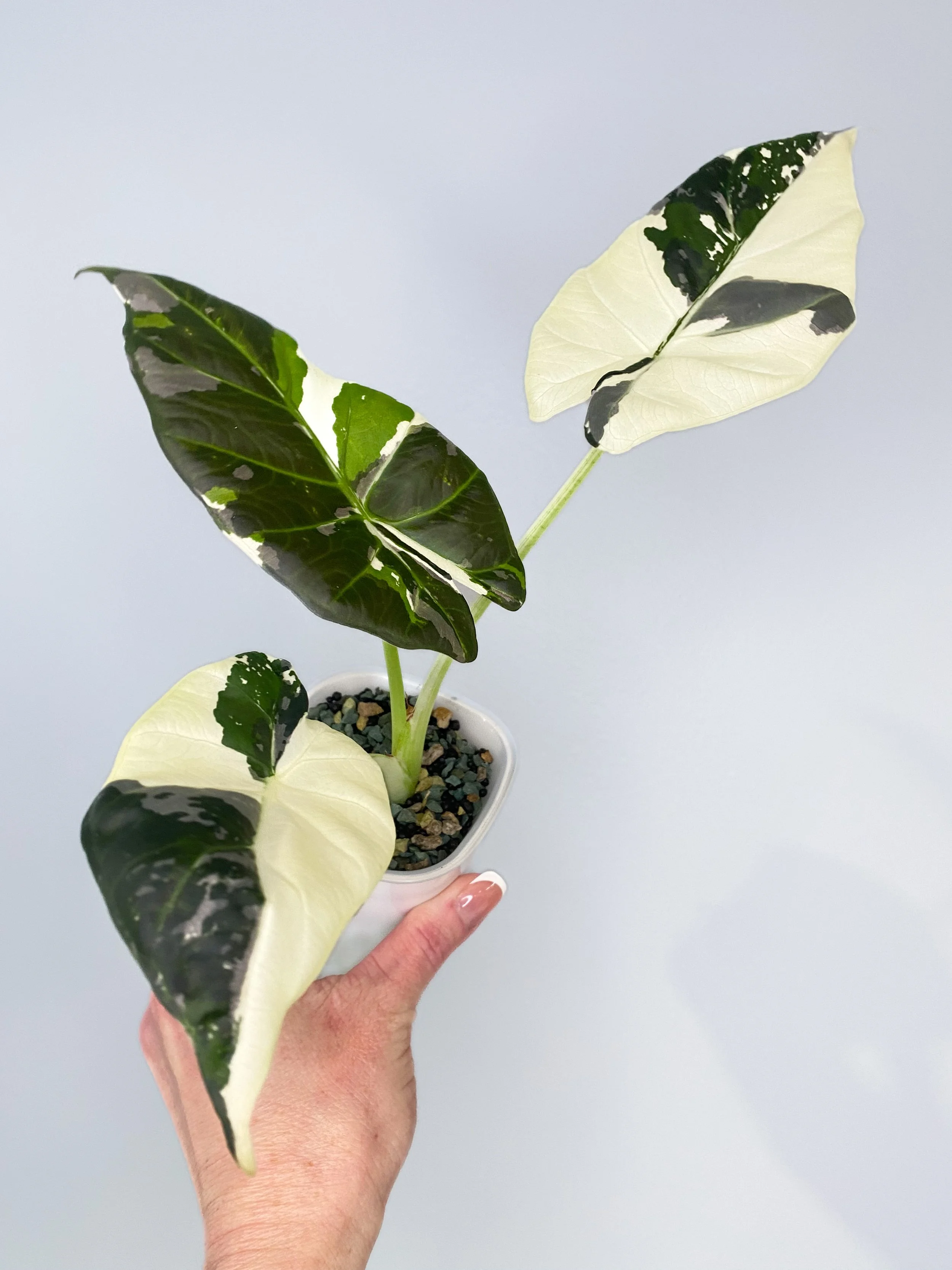 Alocasia Regal Shield Albo Variegated