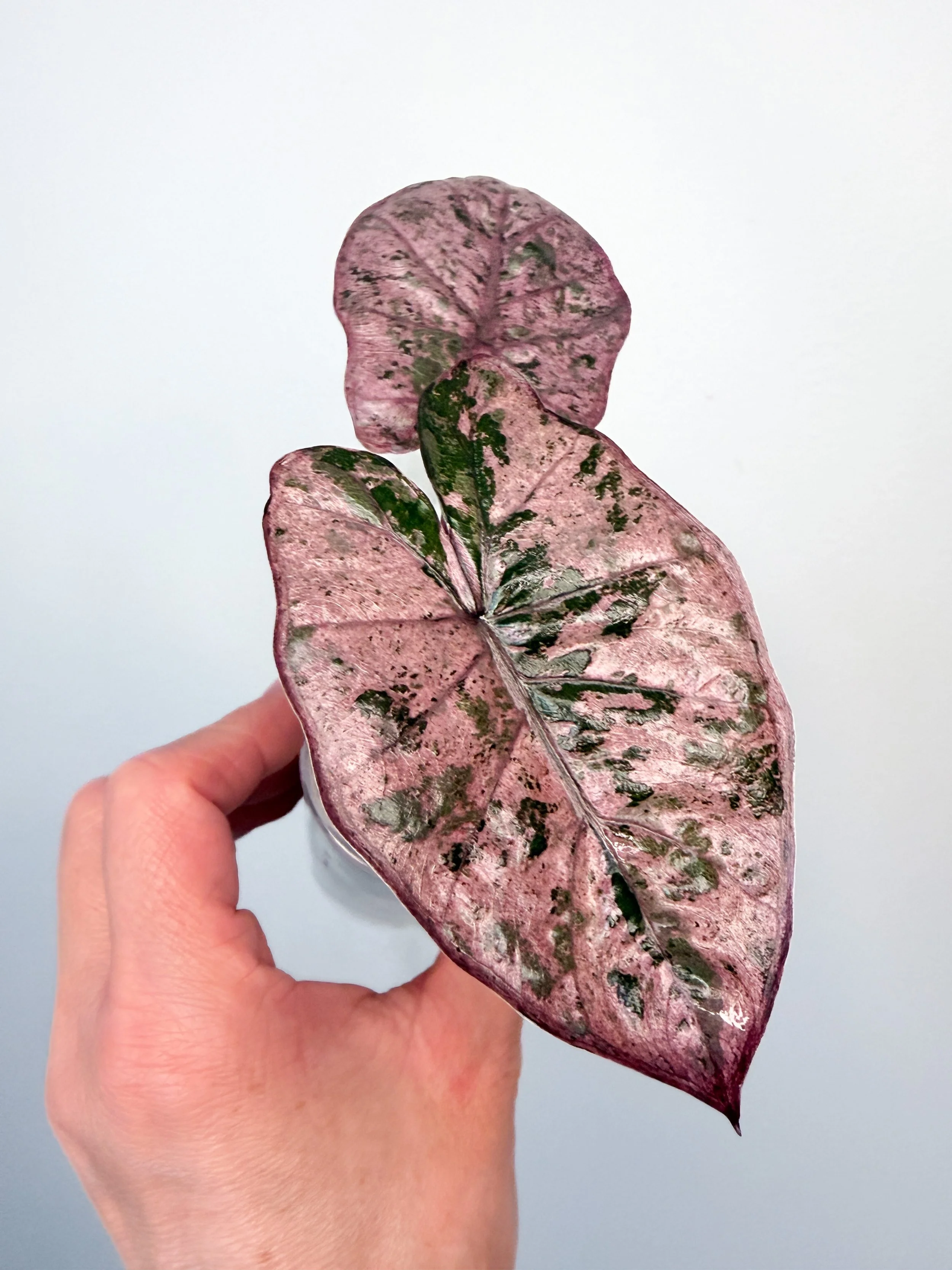Alocasia Plumbea Nigra Pink Variegated