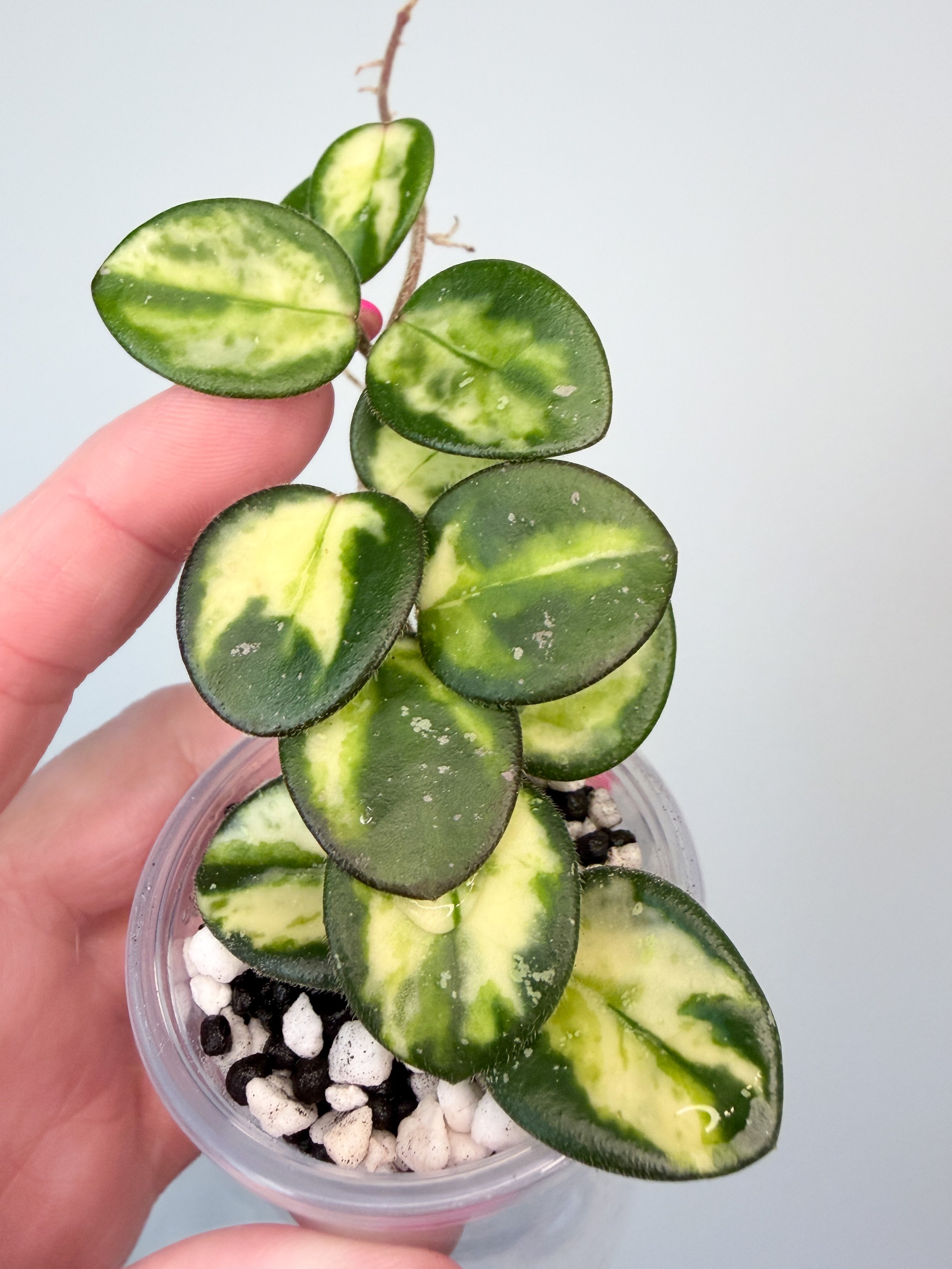 Hoya Mathilde Variegated