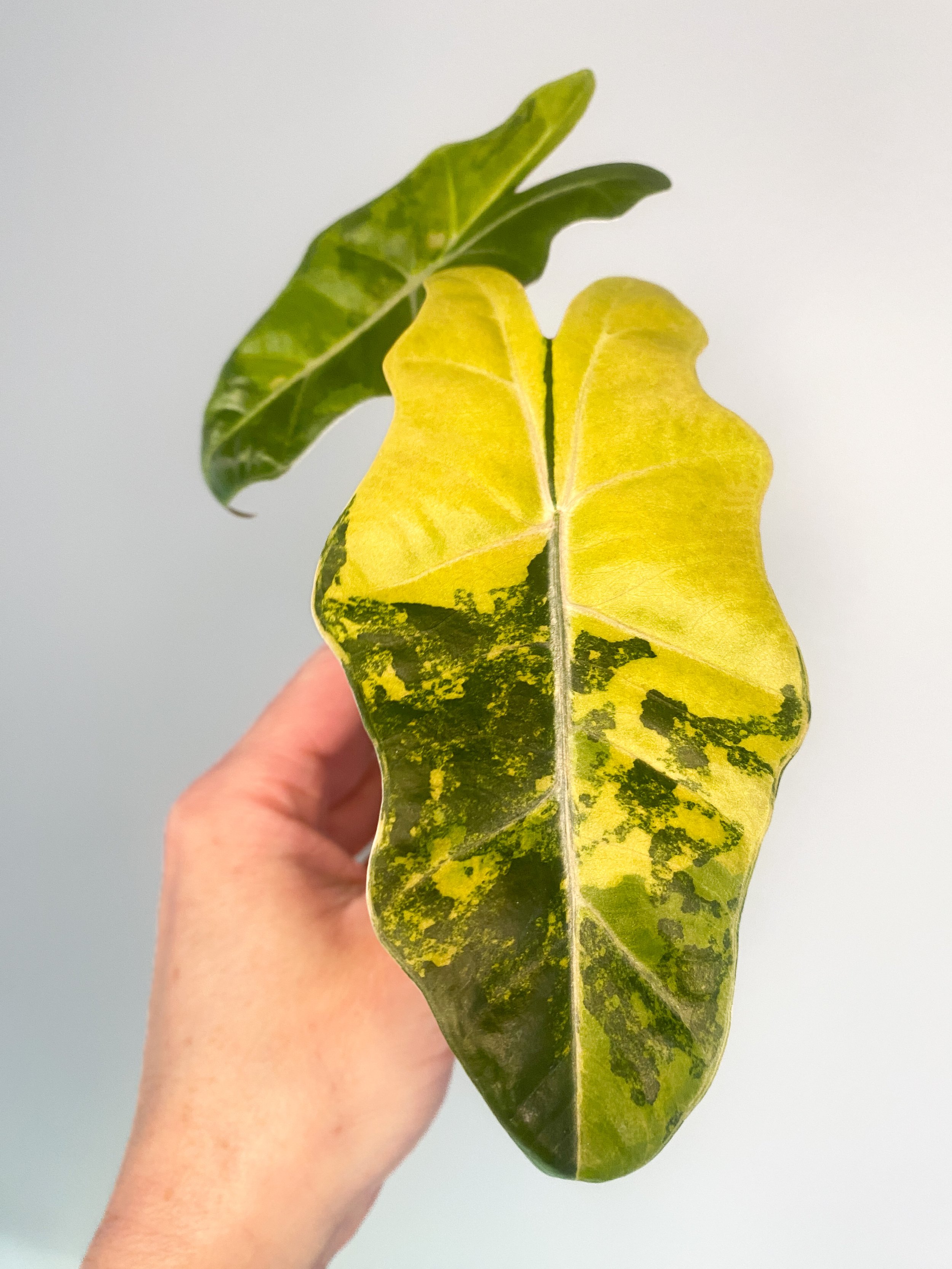 Alocasia Pseudo Sanderiana Aurea Variegated