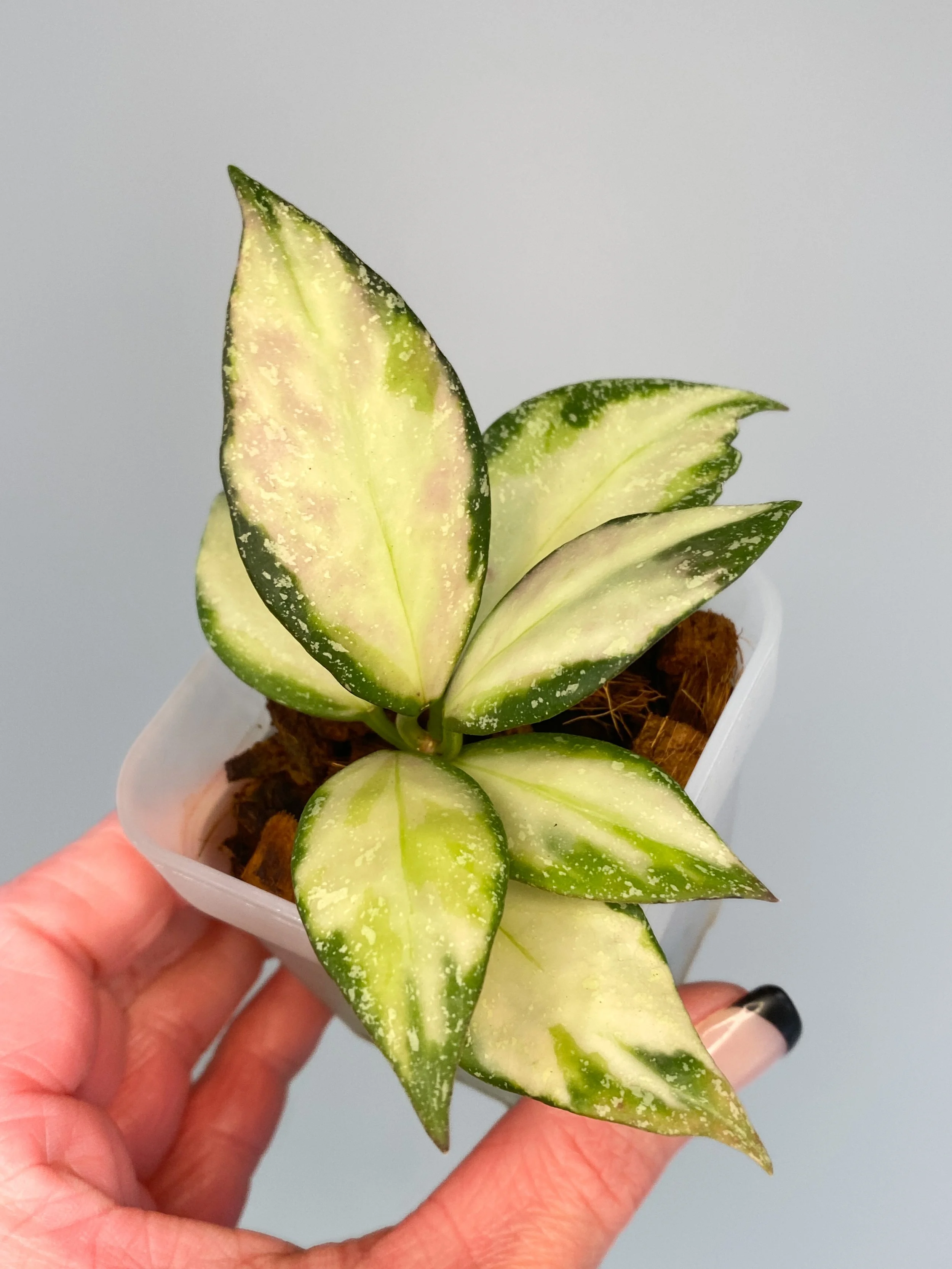 Hoya Nabawanensis Variegated