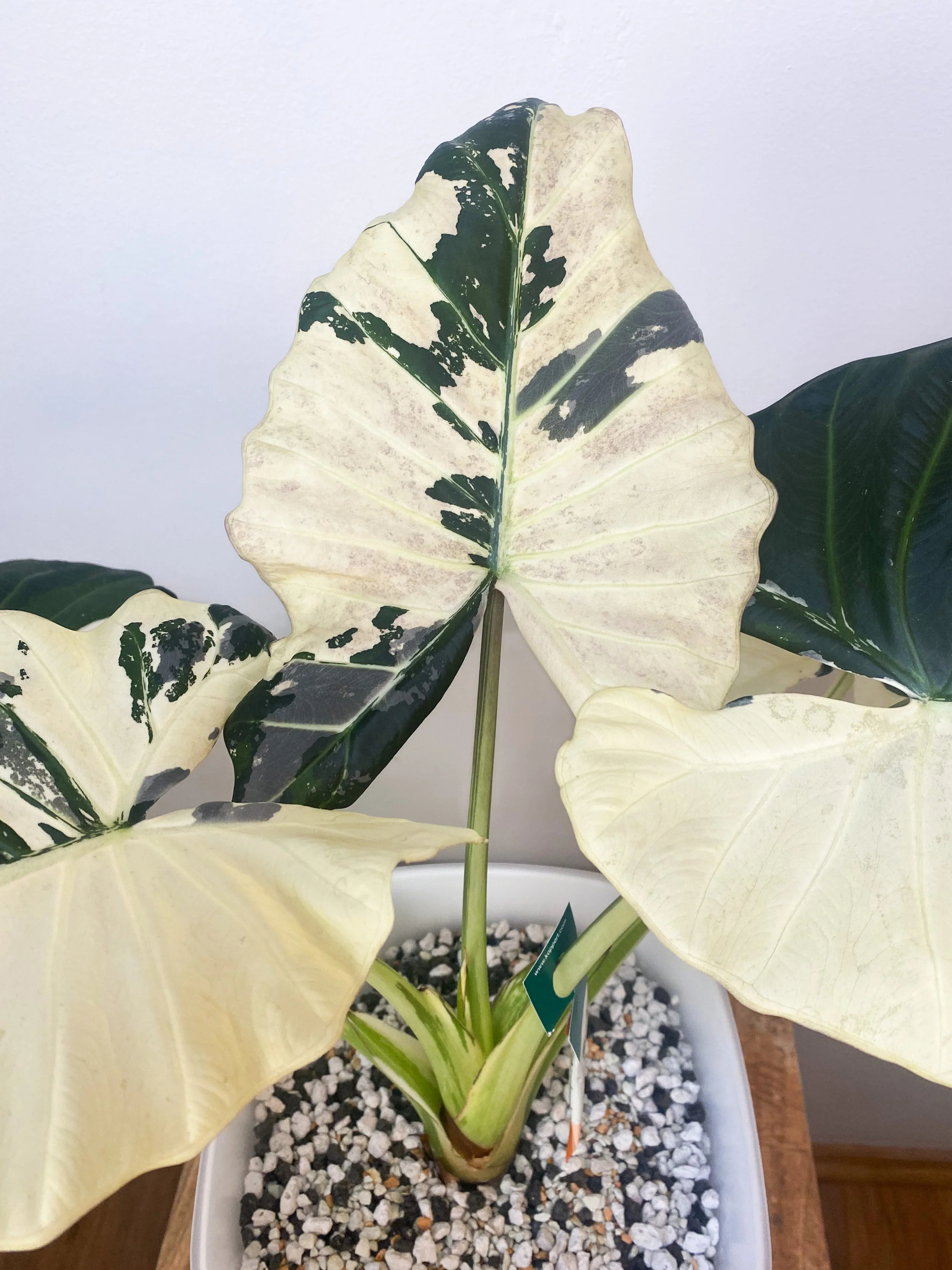 Limited Time - Alocasia Regal Shield Albo CORM