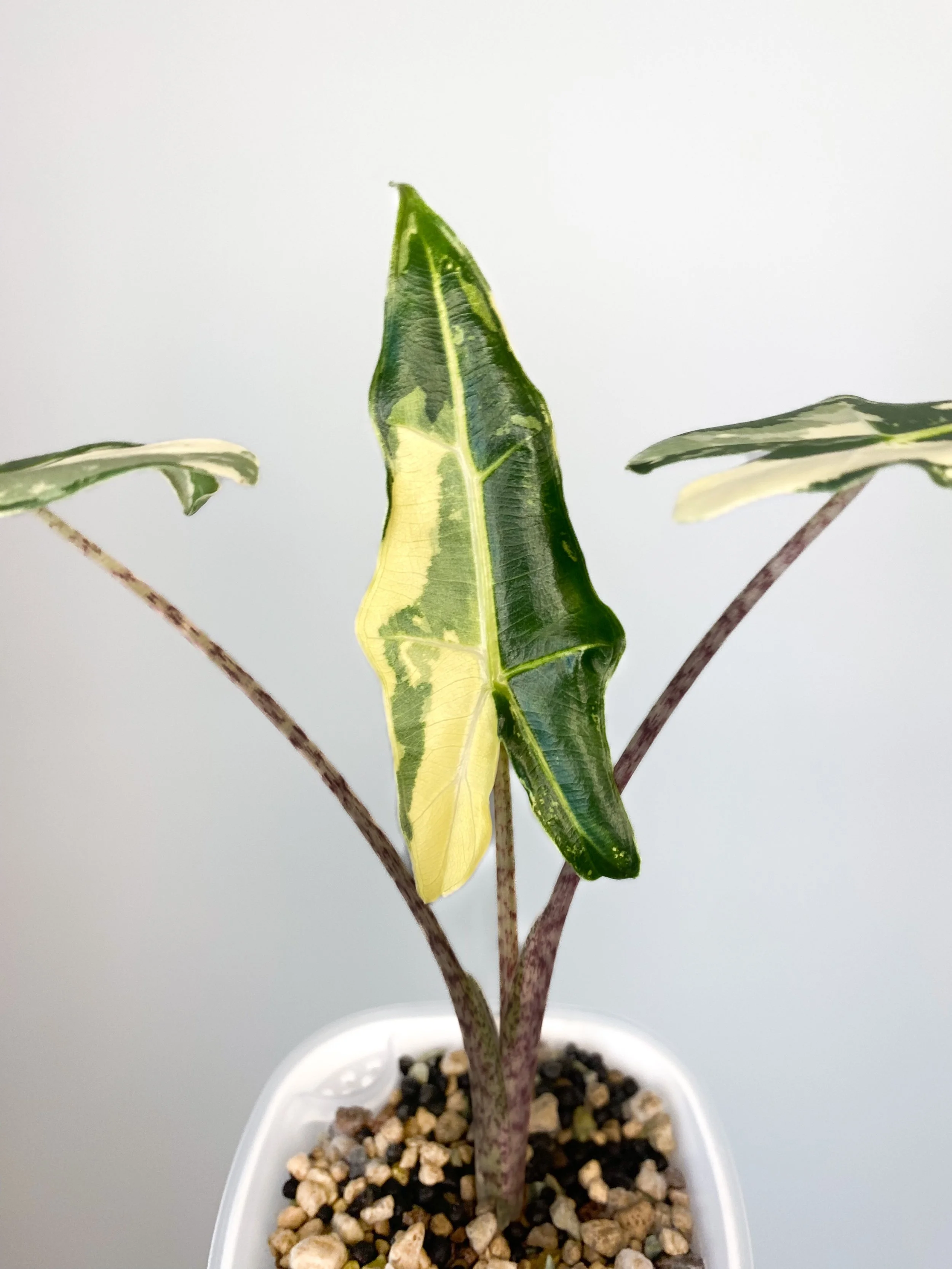 Alocasia Sarian Albo アロカシア サリアン アルボ 斑入り Alocasia Sarian Albo アロカシア サリアン アルボ 斑入り
