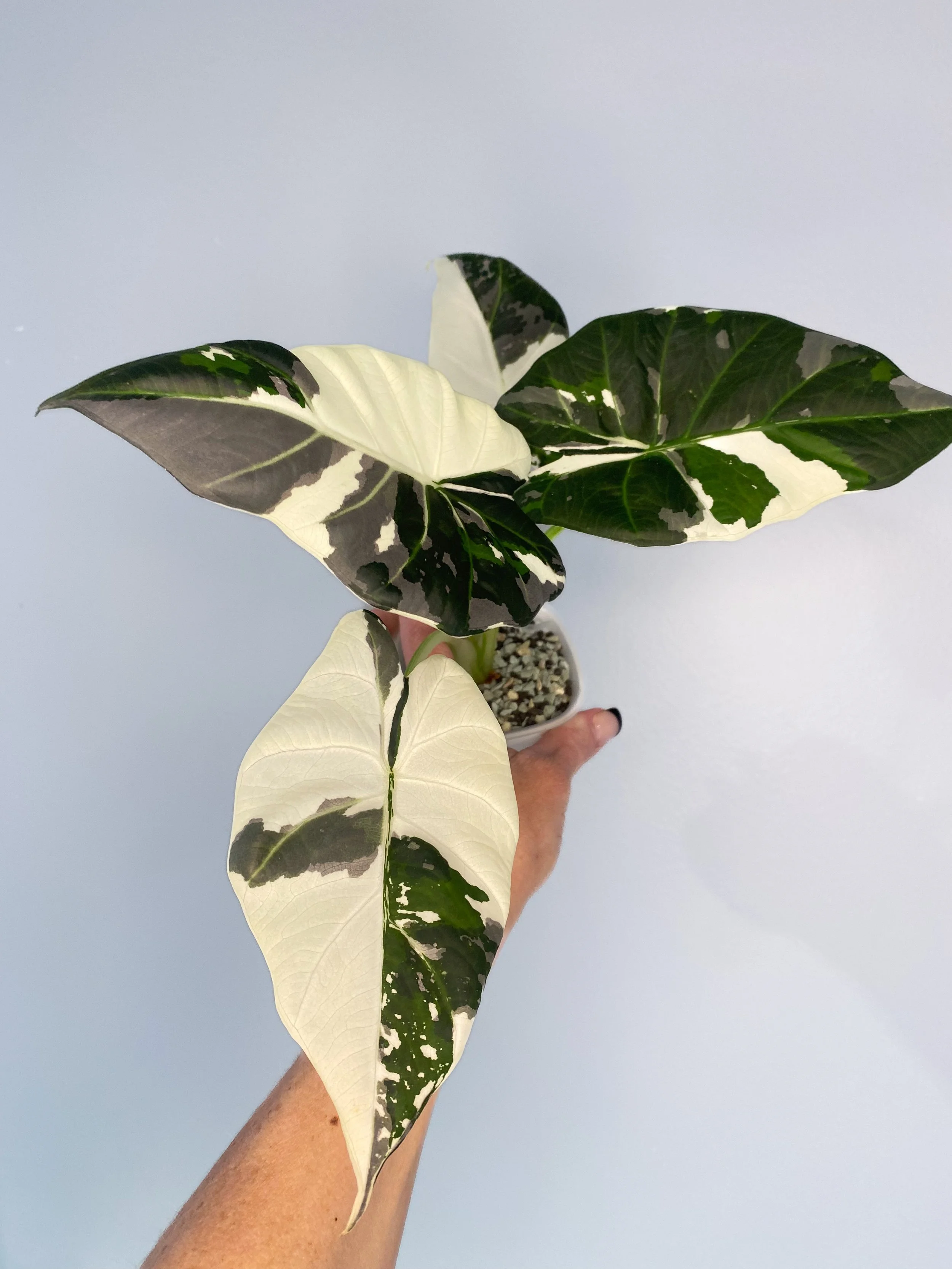 Alocasia Regal Shield Albo Variegated