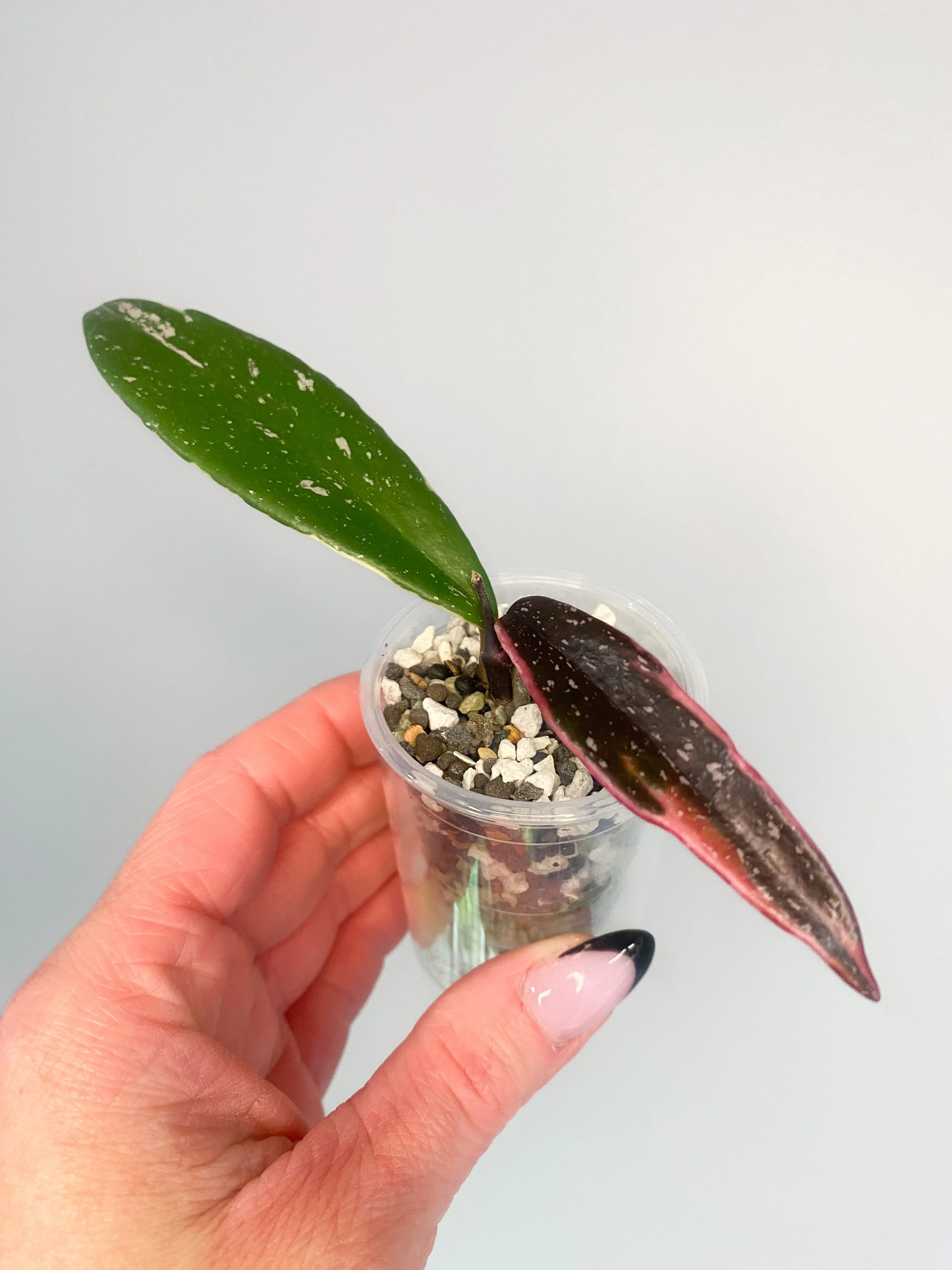 Hoya Pubicalyx RHP Albomarginata Splash
