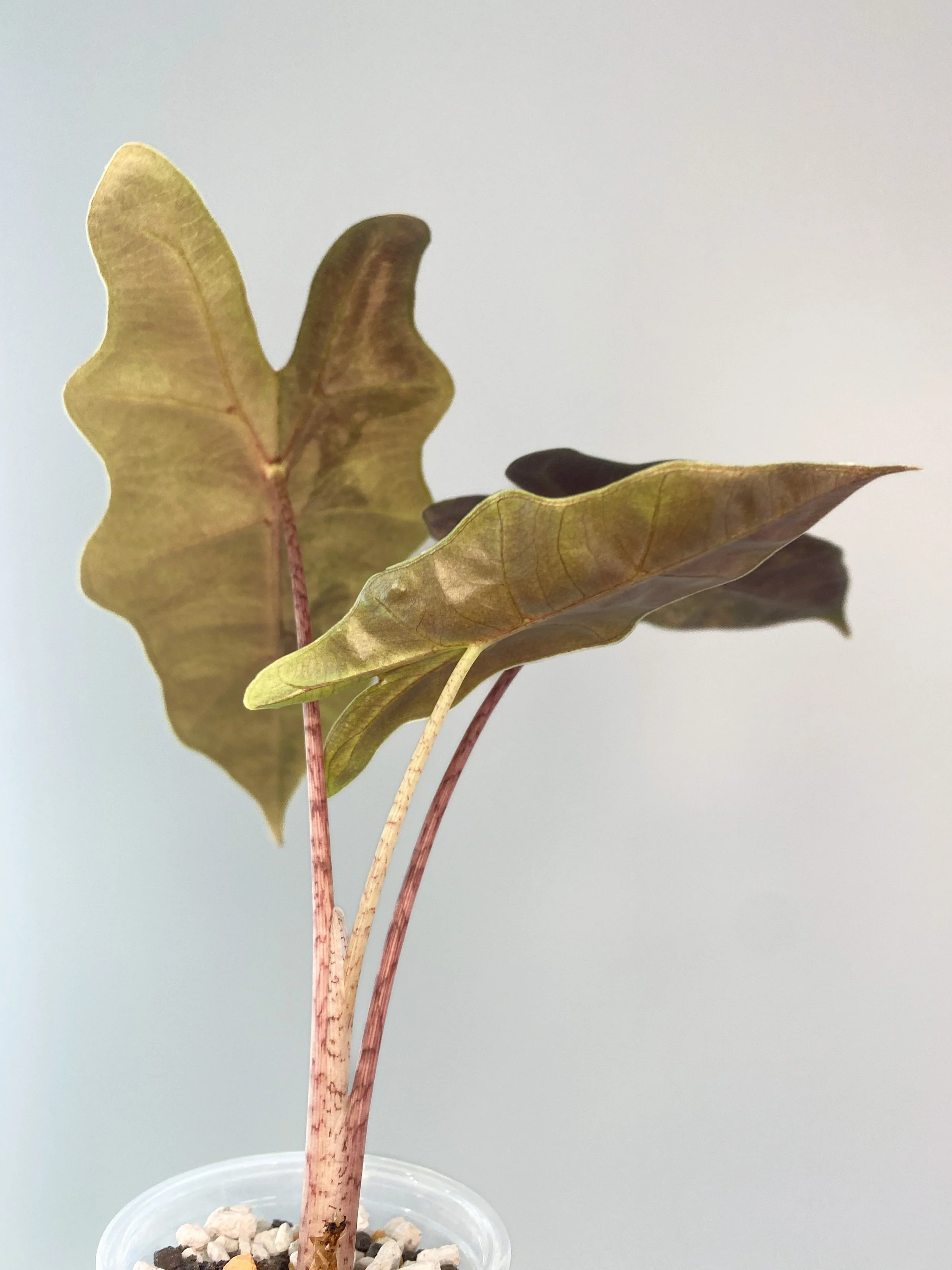 PseudoAurea6-5.JPEG