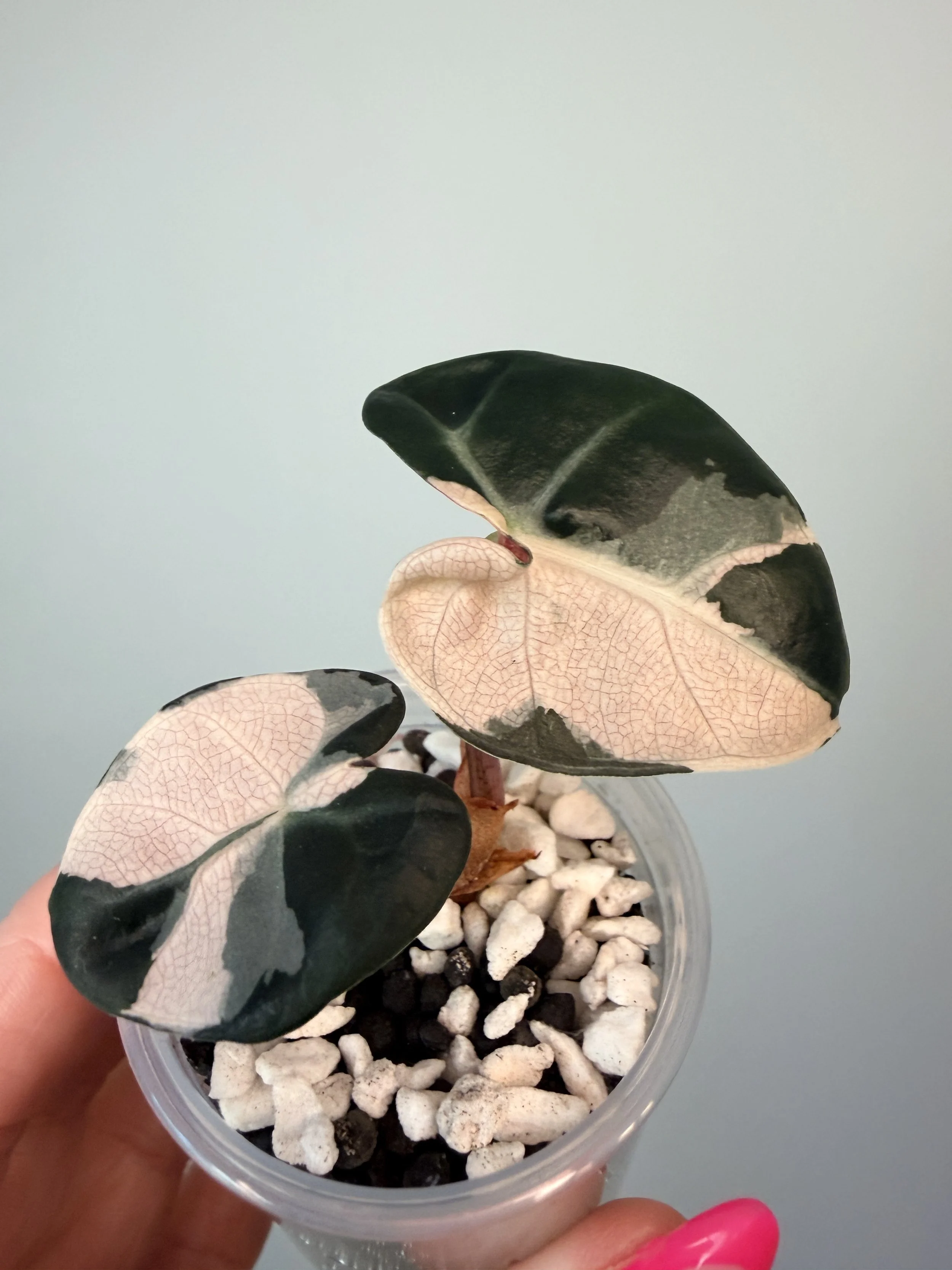 Alocasia Heart Balloon Pink Variegated