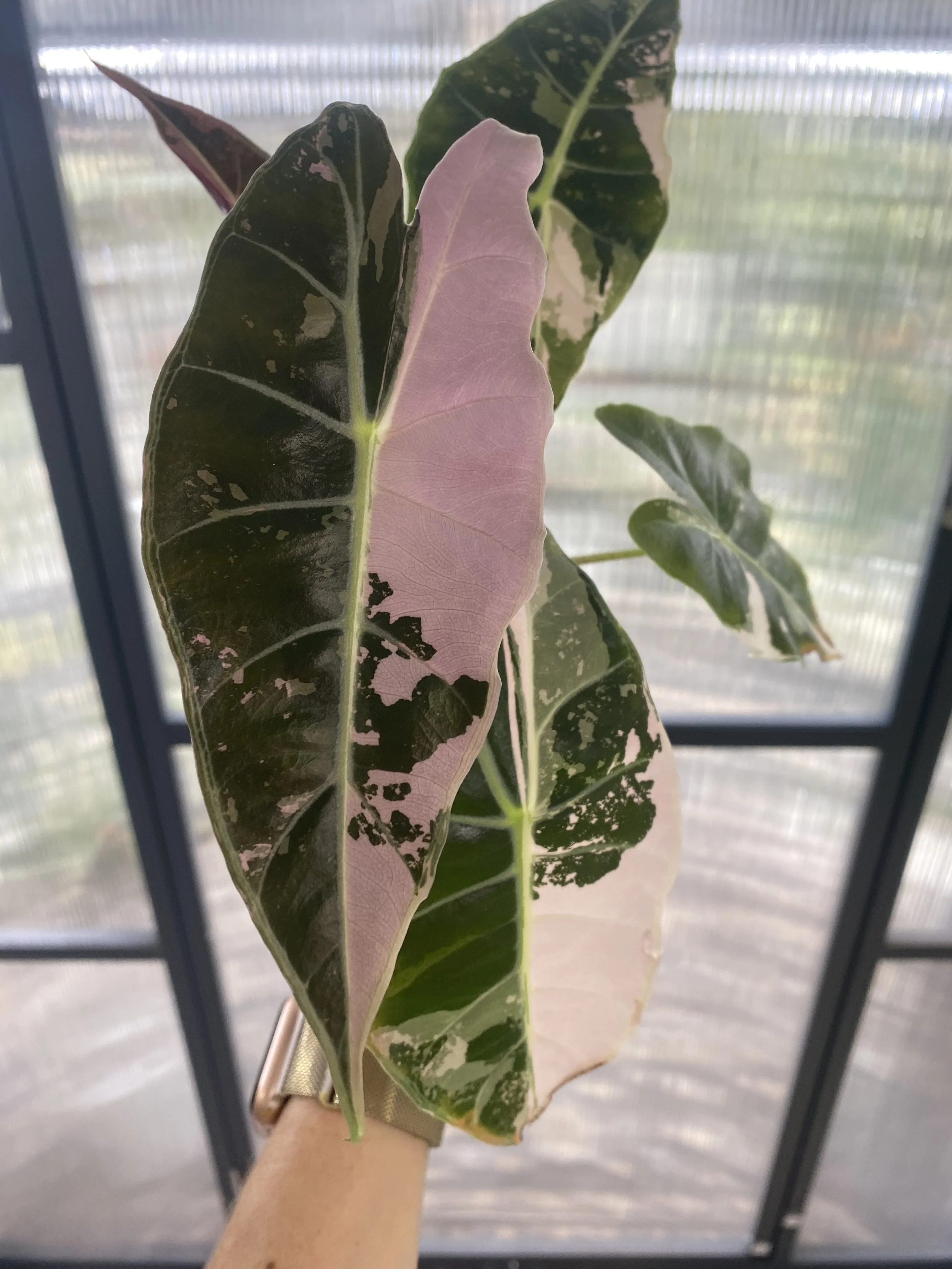 🦄 Limited Time - Alocasia Longiloba Black Satun Pink Corm
