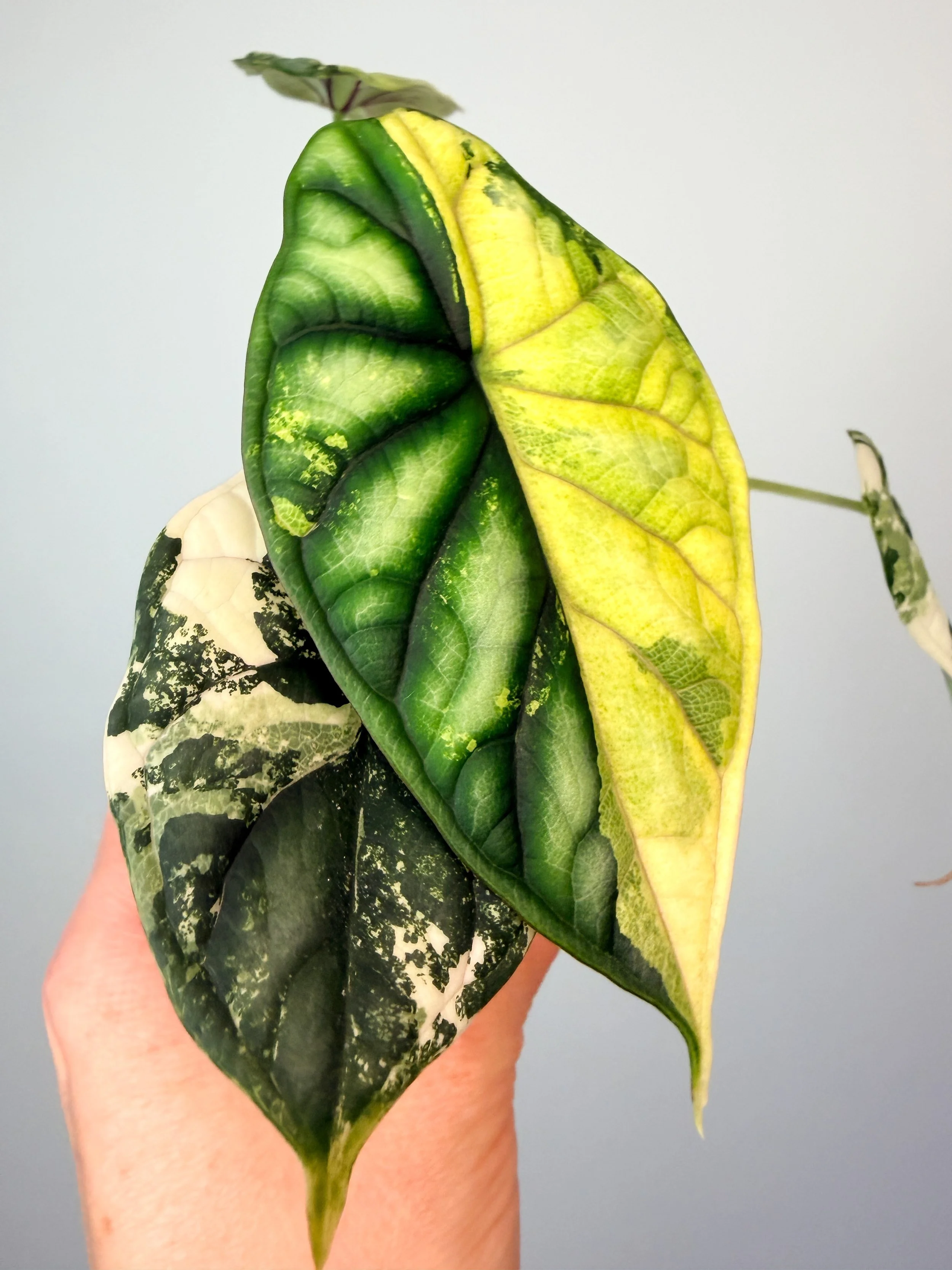 Alocasia Dragon Scale Albo Variegated (Tricolor?)
