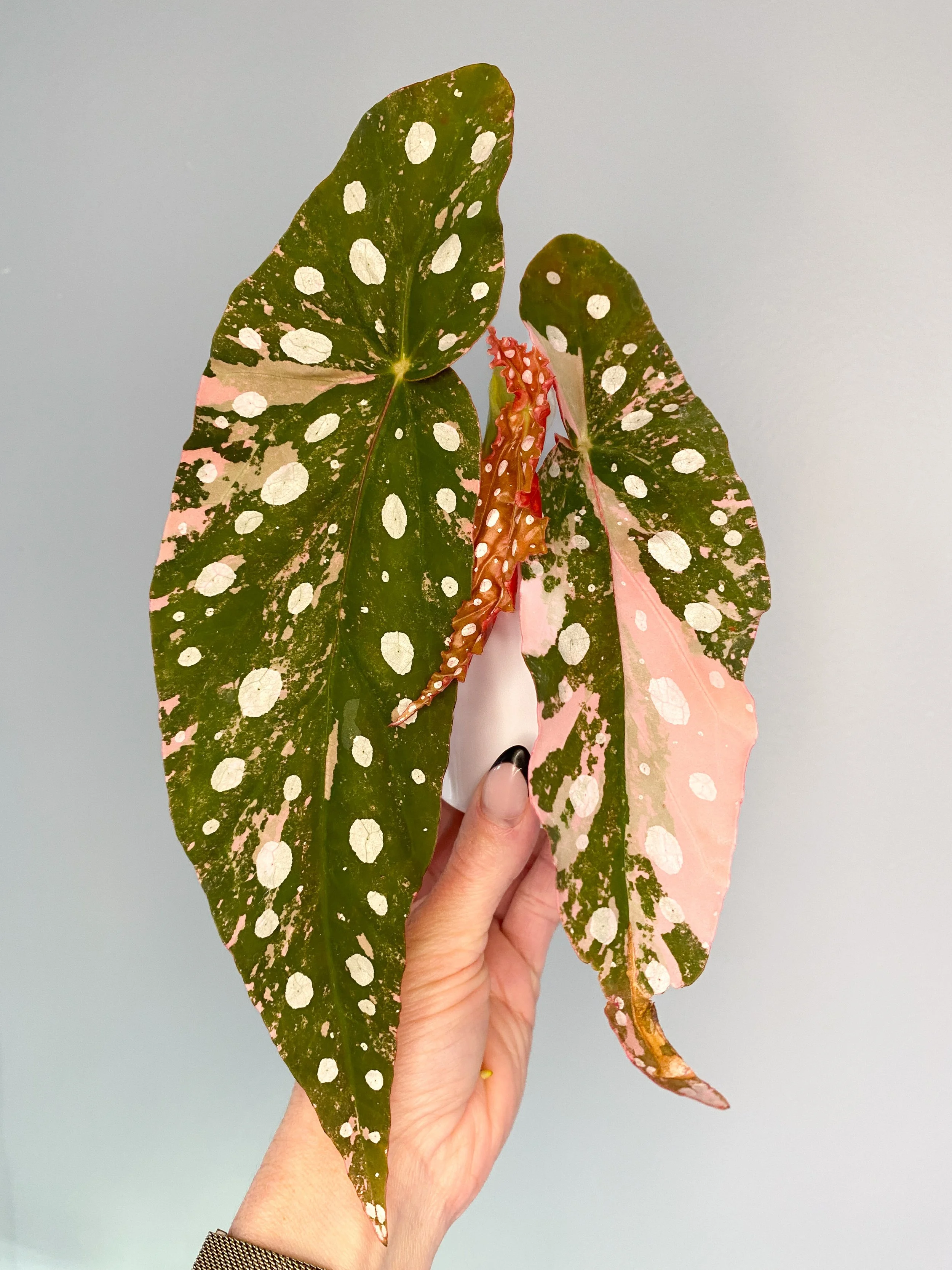 Begonia Maculata Pink Variegated