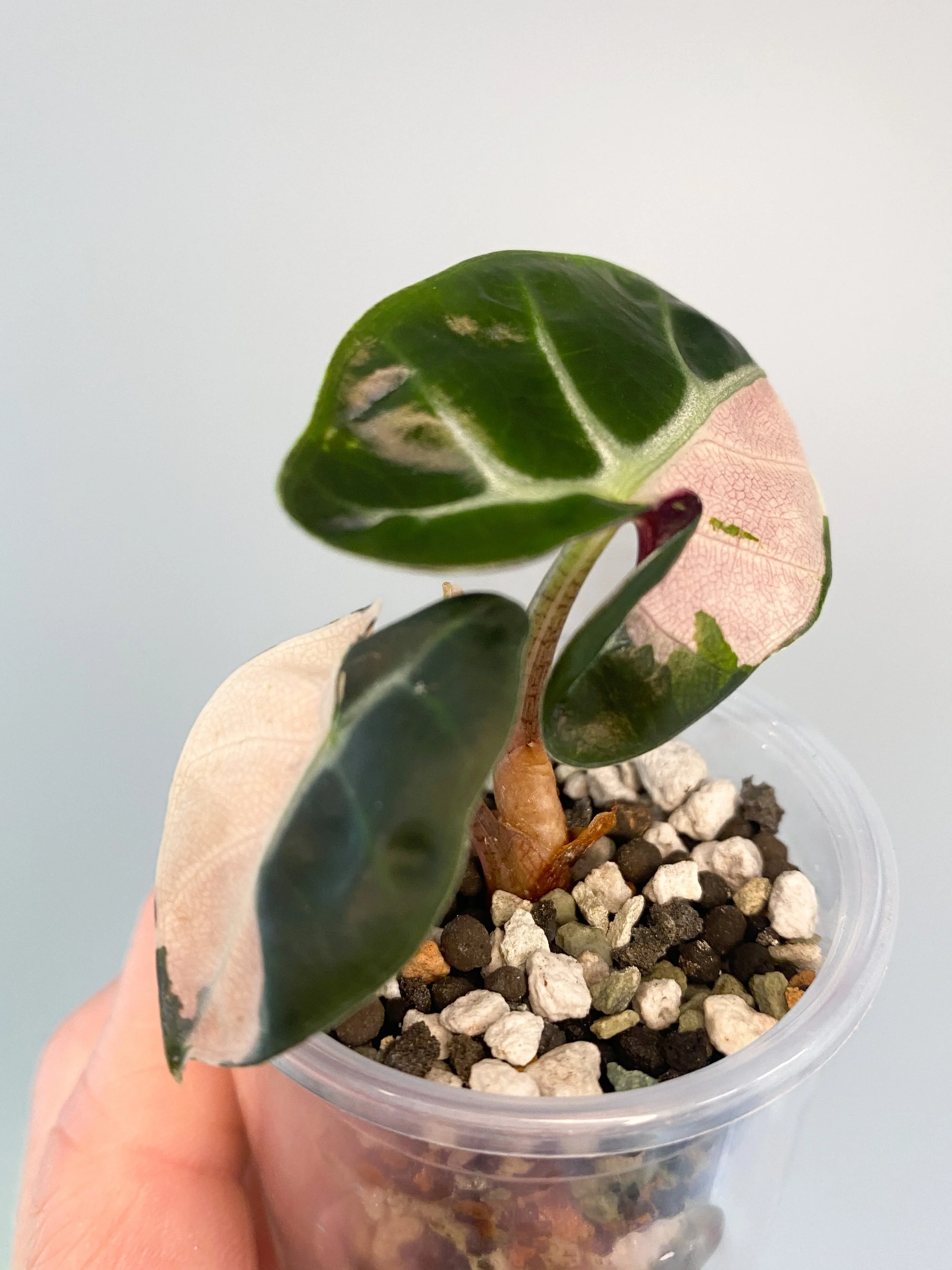 Alocasia Heart Balloon Pink Variegated - From Corm
