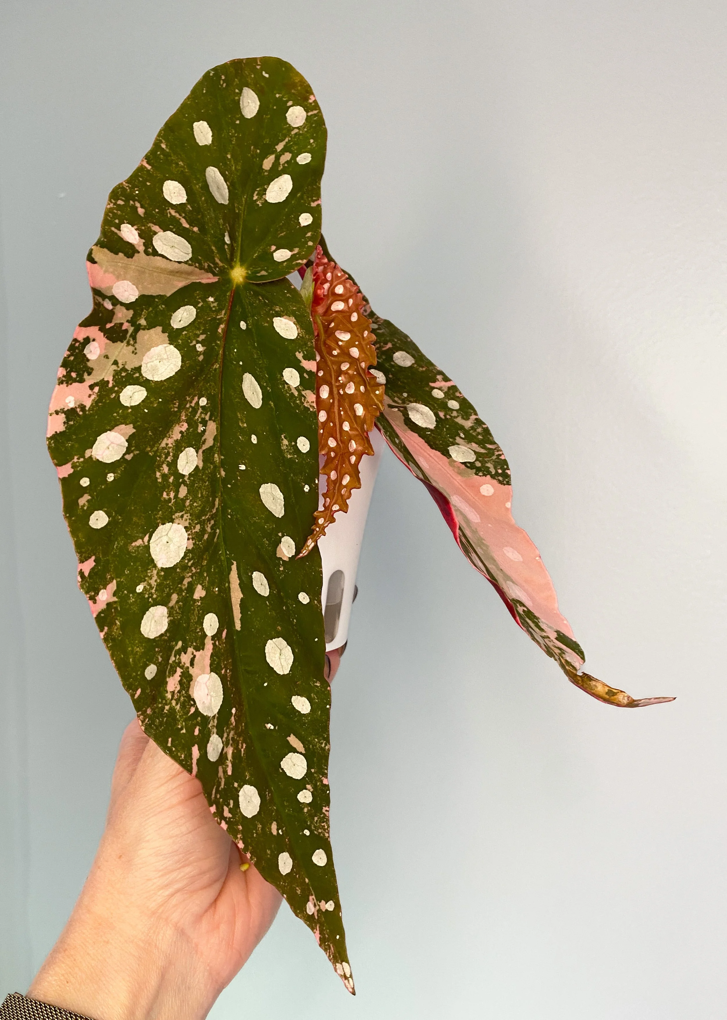 Maculata2-4.JPEG