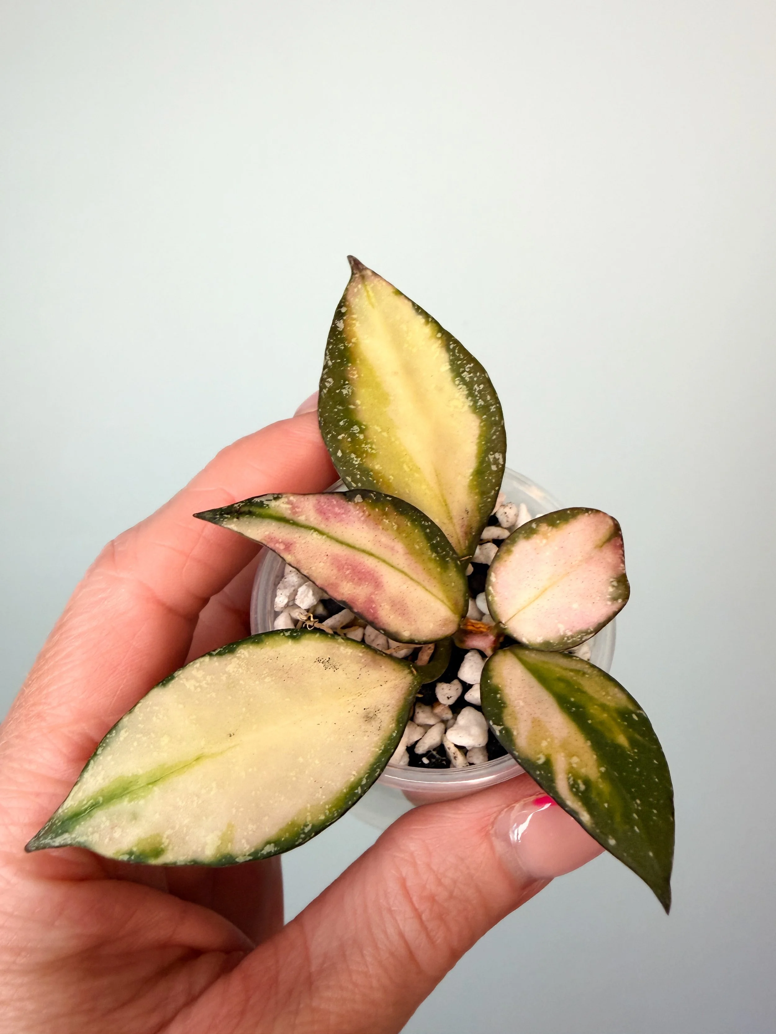 Hoya Nabawanensis Variegated