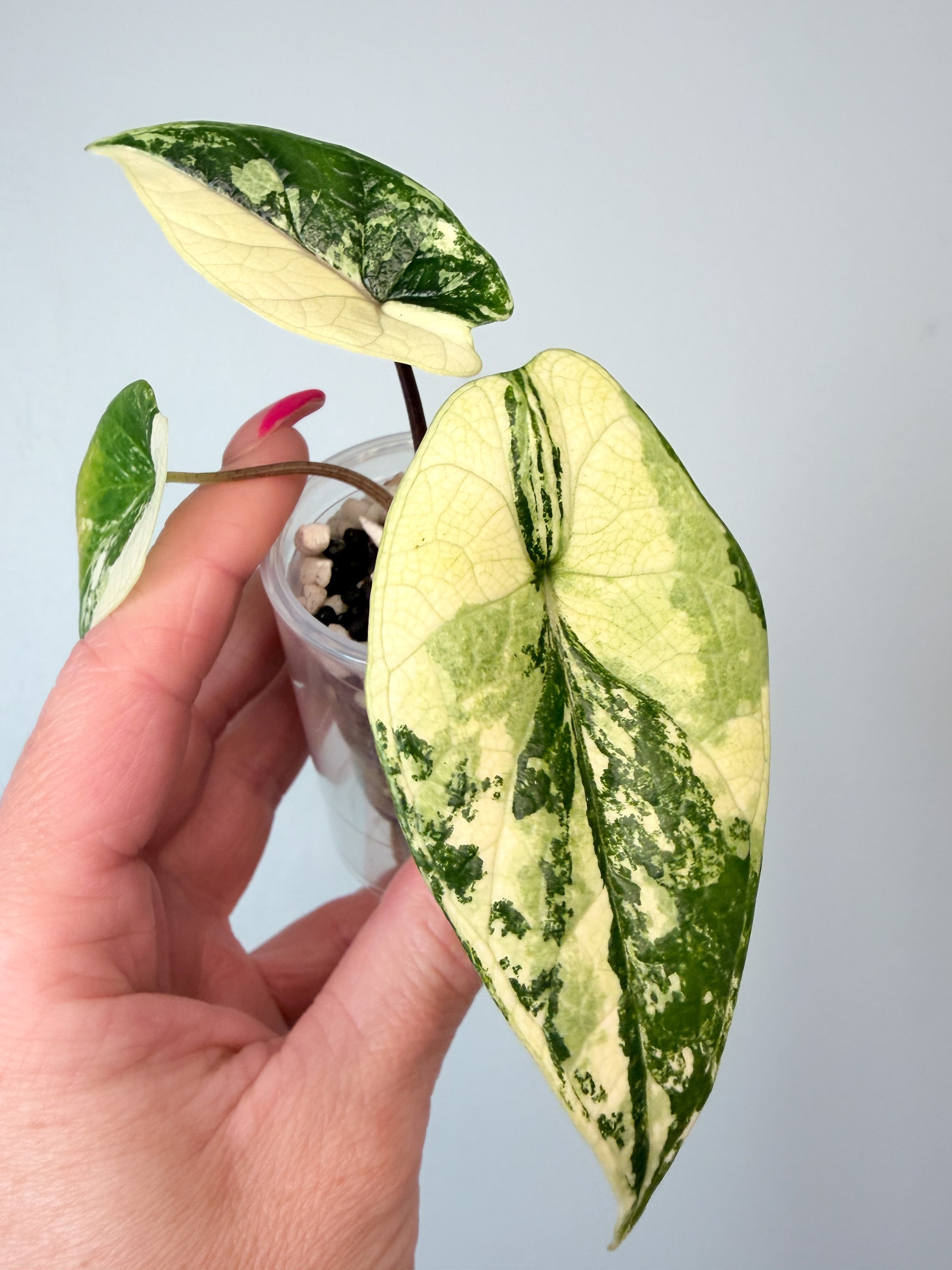 🦄 Alocasia Scalprum Albo Variegated - NDA Upgrade Included
