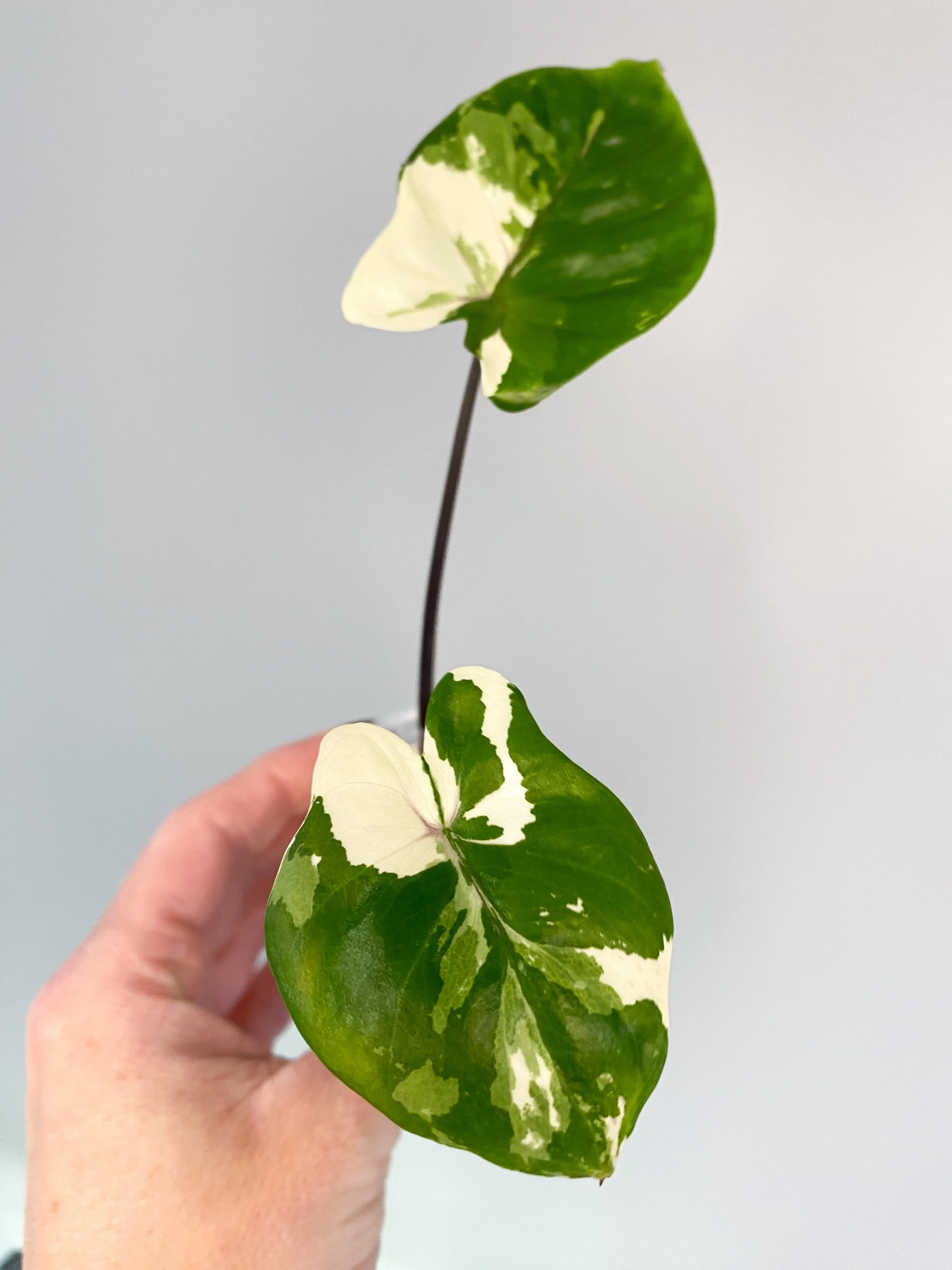 Alocasia Black Stem Albo Variegated