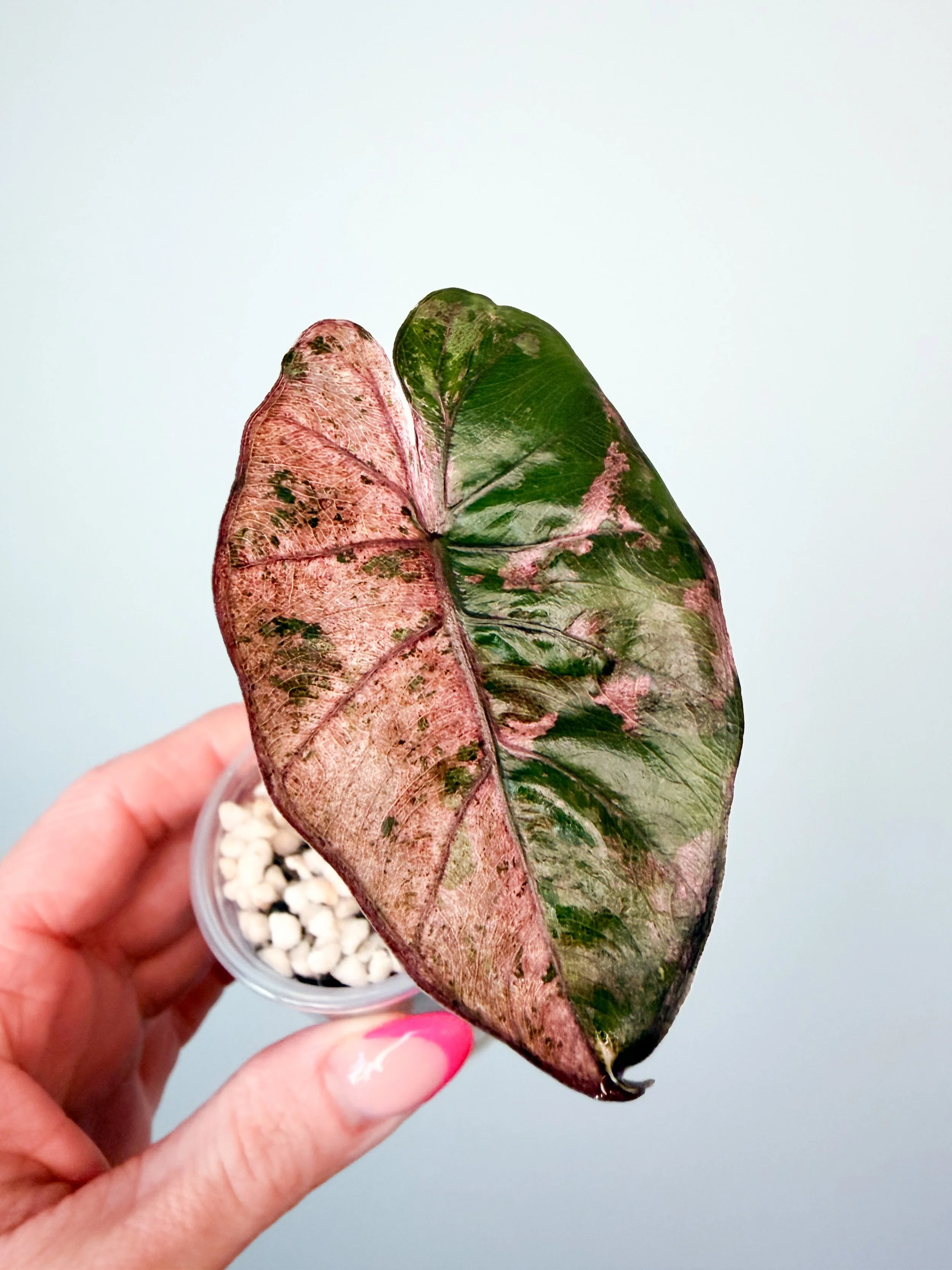 Alocasia Plumbea Pink Variegated