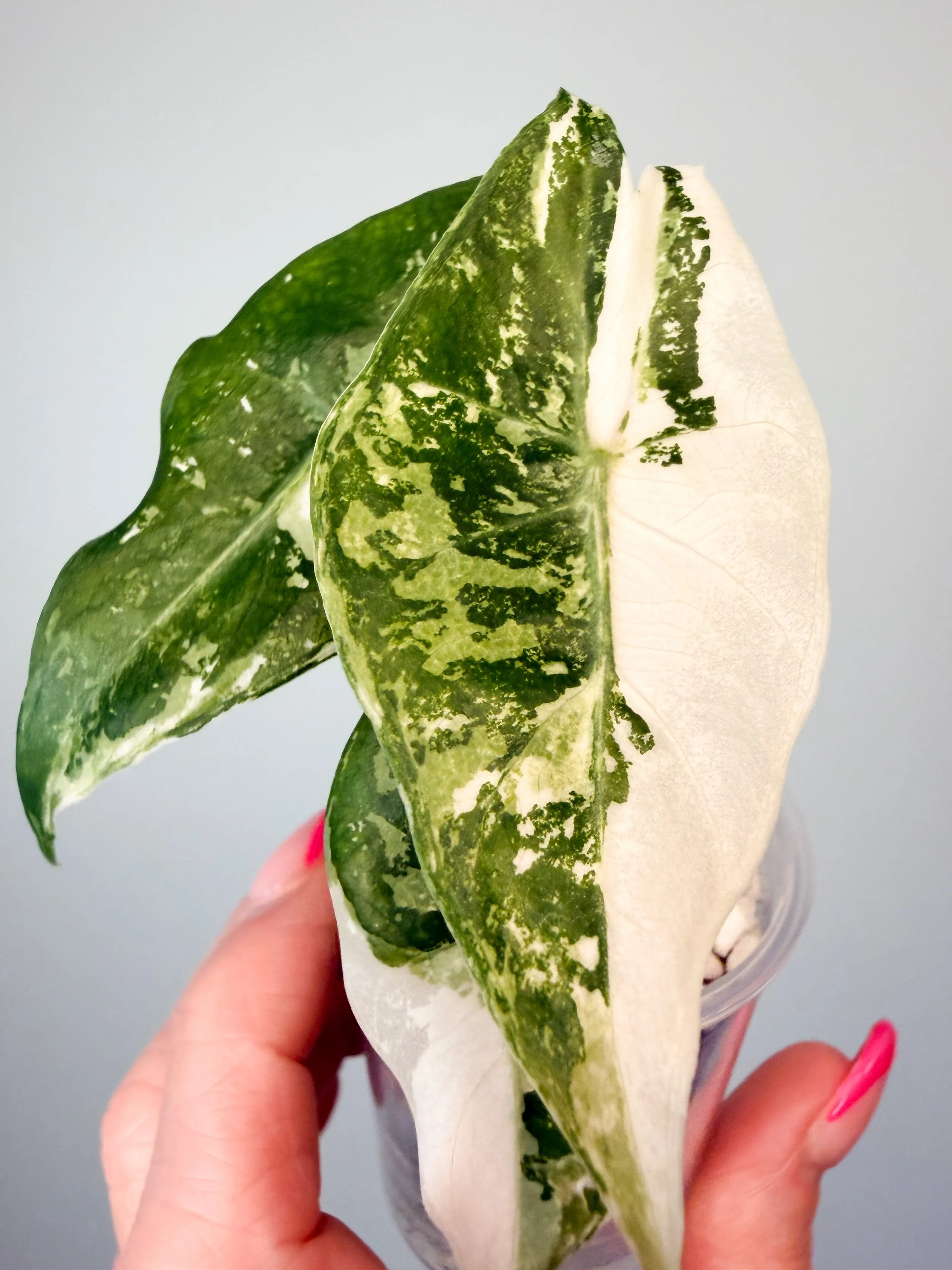 Alocasia Pink Dragon Albo Variegated