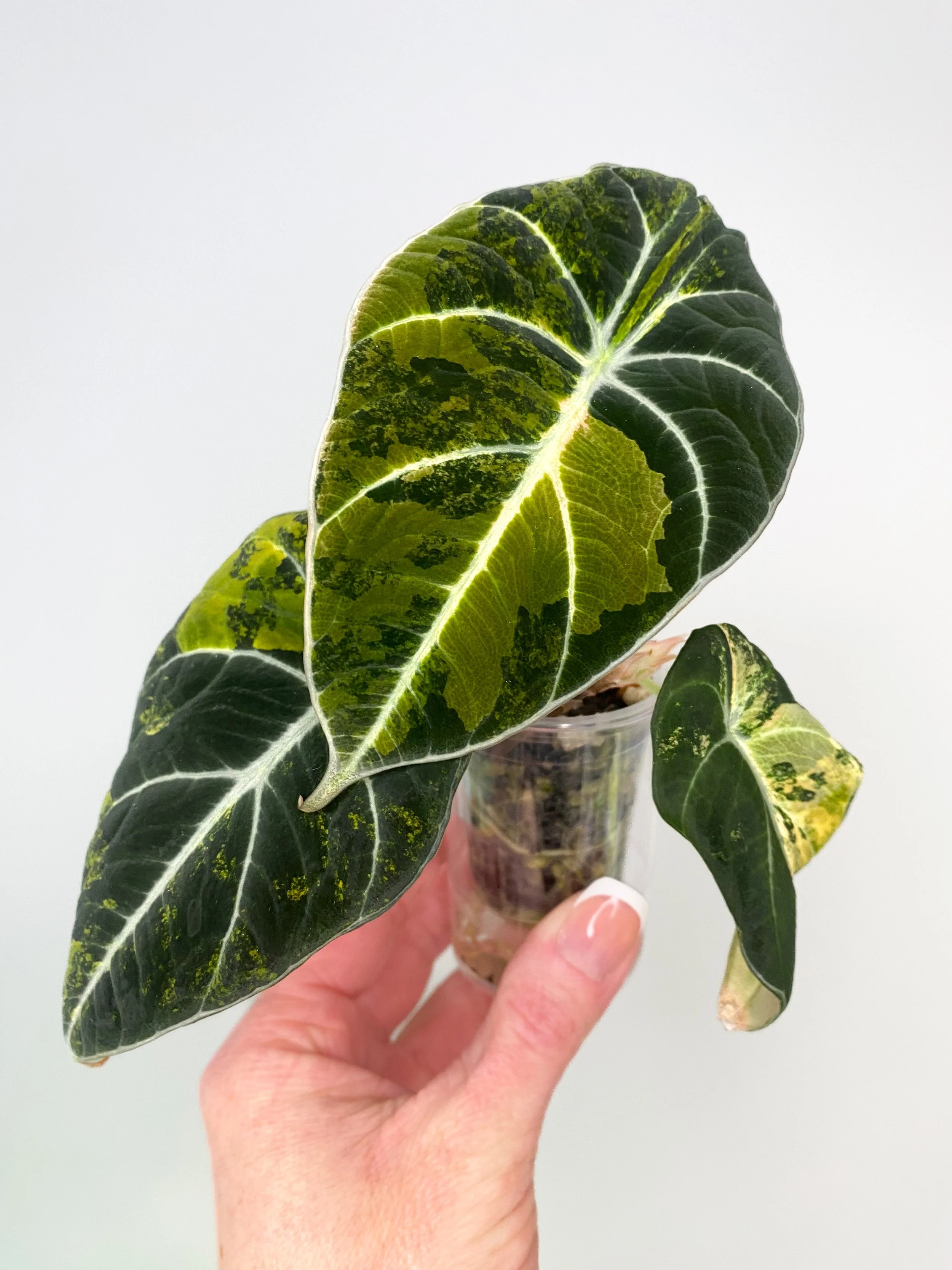 Alocasia Black Velvet Gold Corming