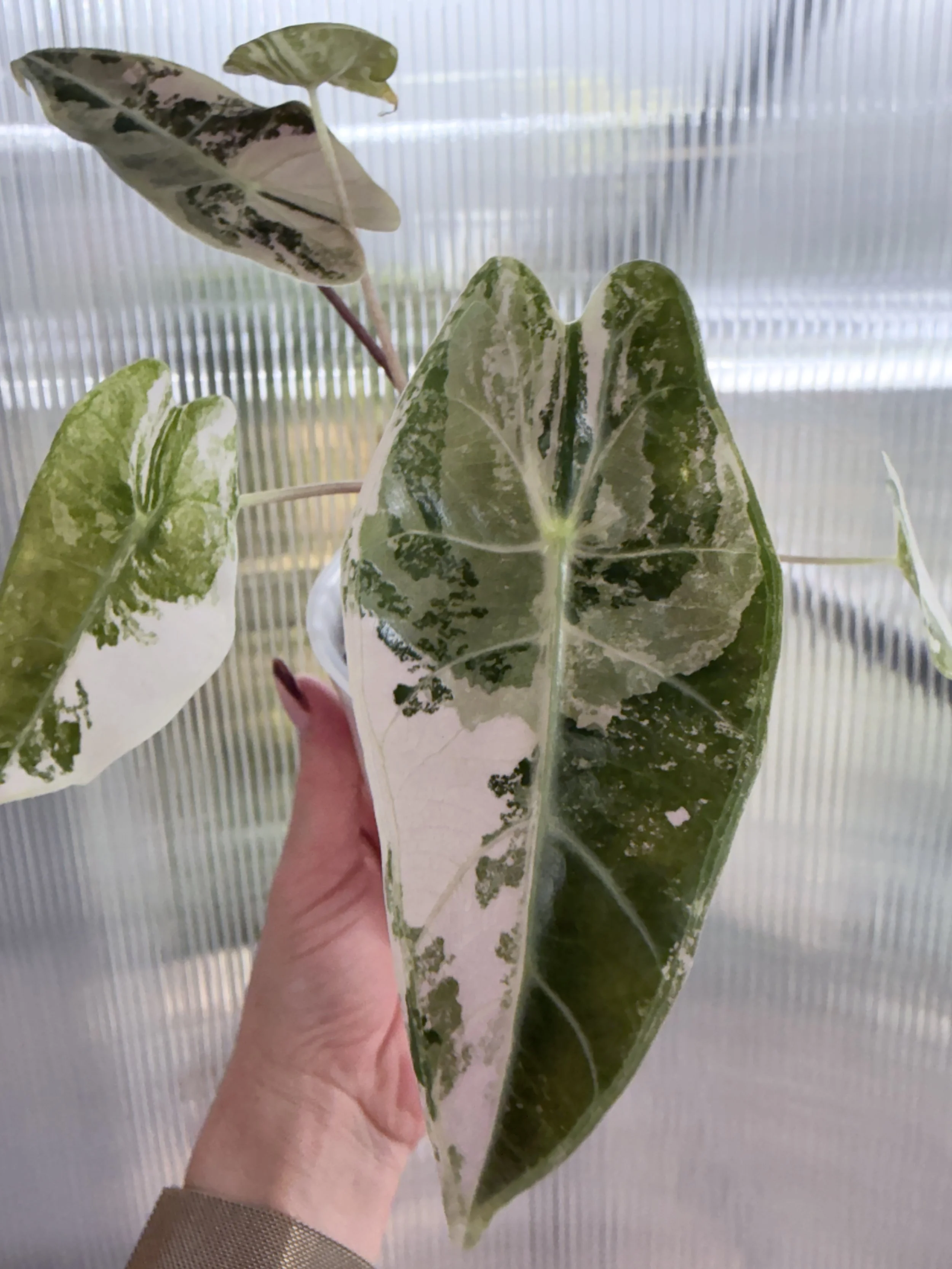 🦄 Limited Time - Alocasia Longiloba Grandis Pink Corm