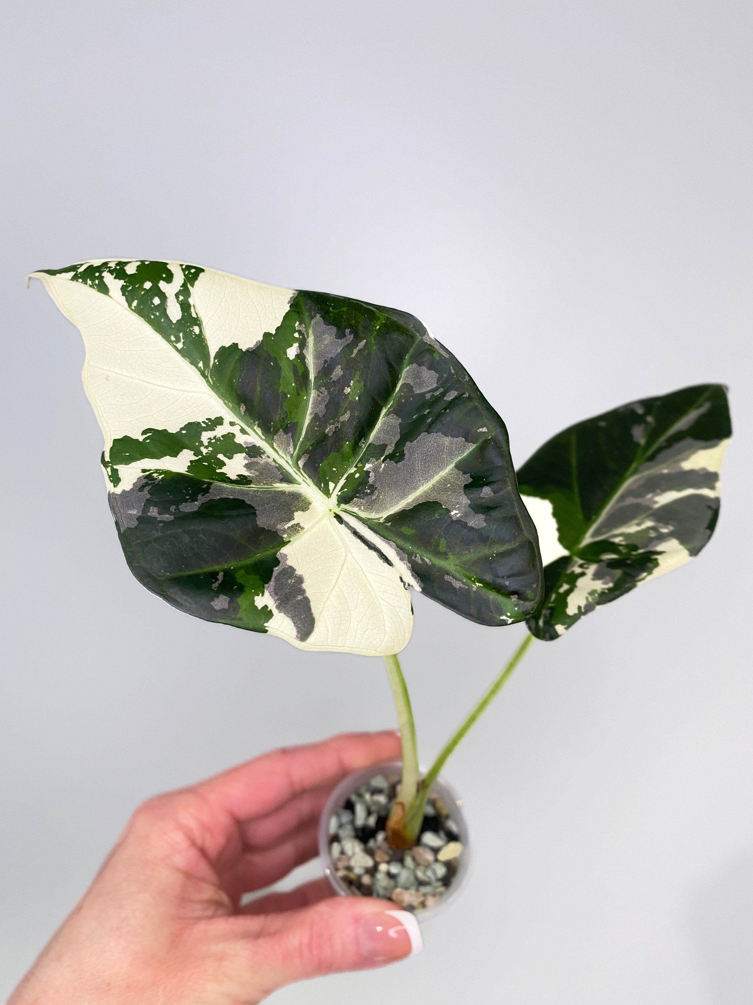 Alocasia Regal Shield Albo Variegated