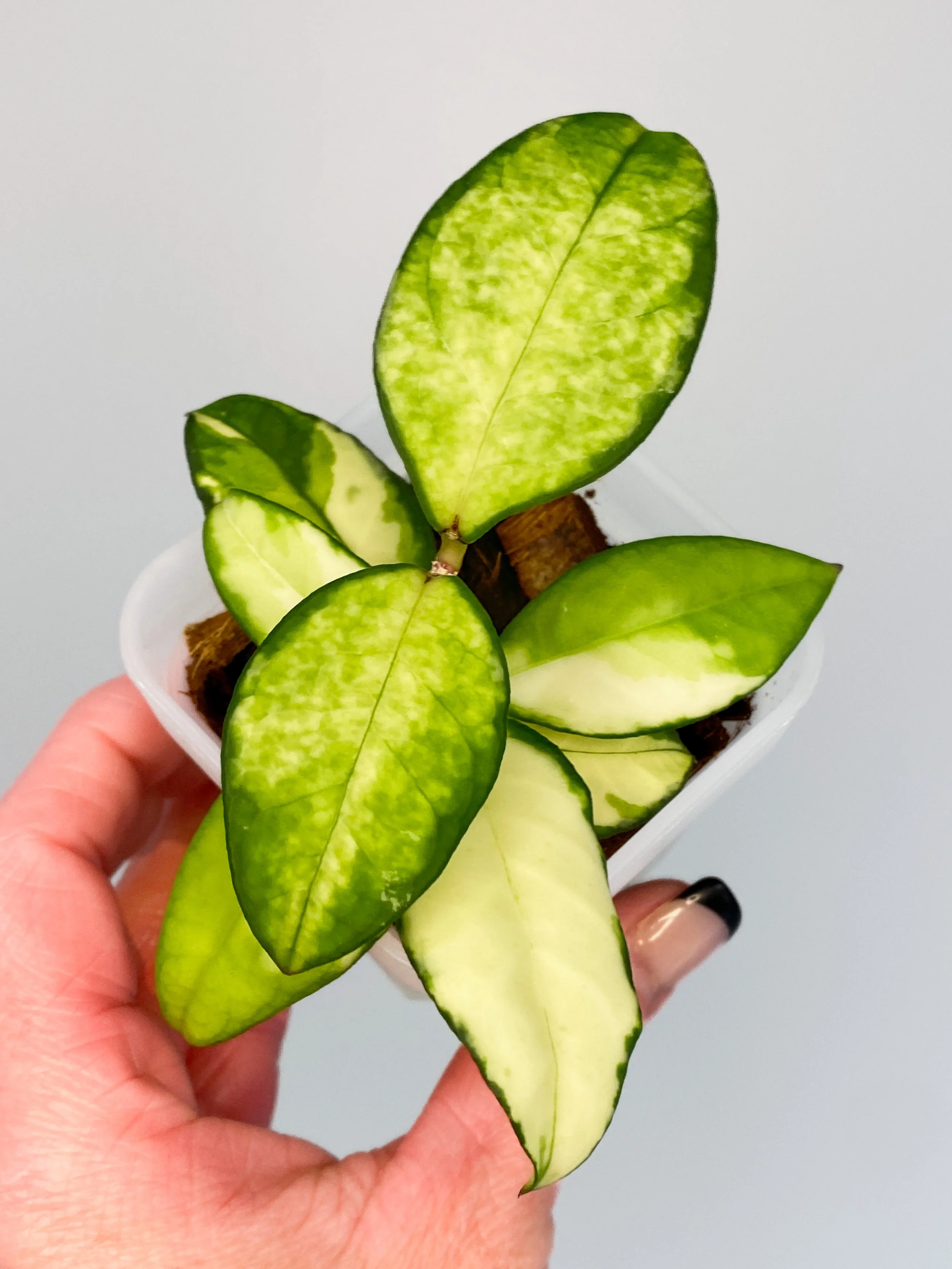Hoya Crassipetiolata Variegated