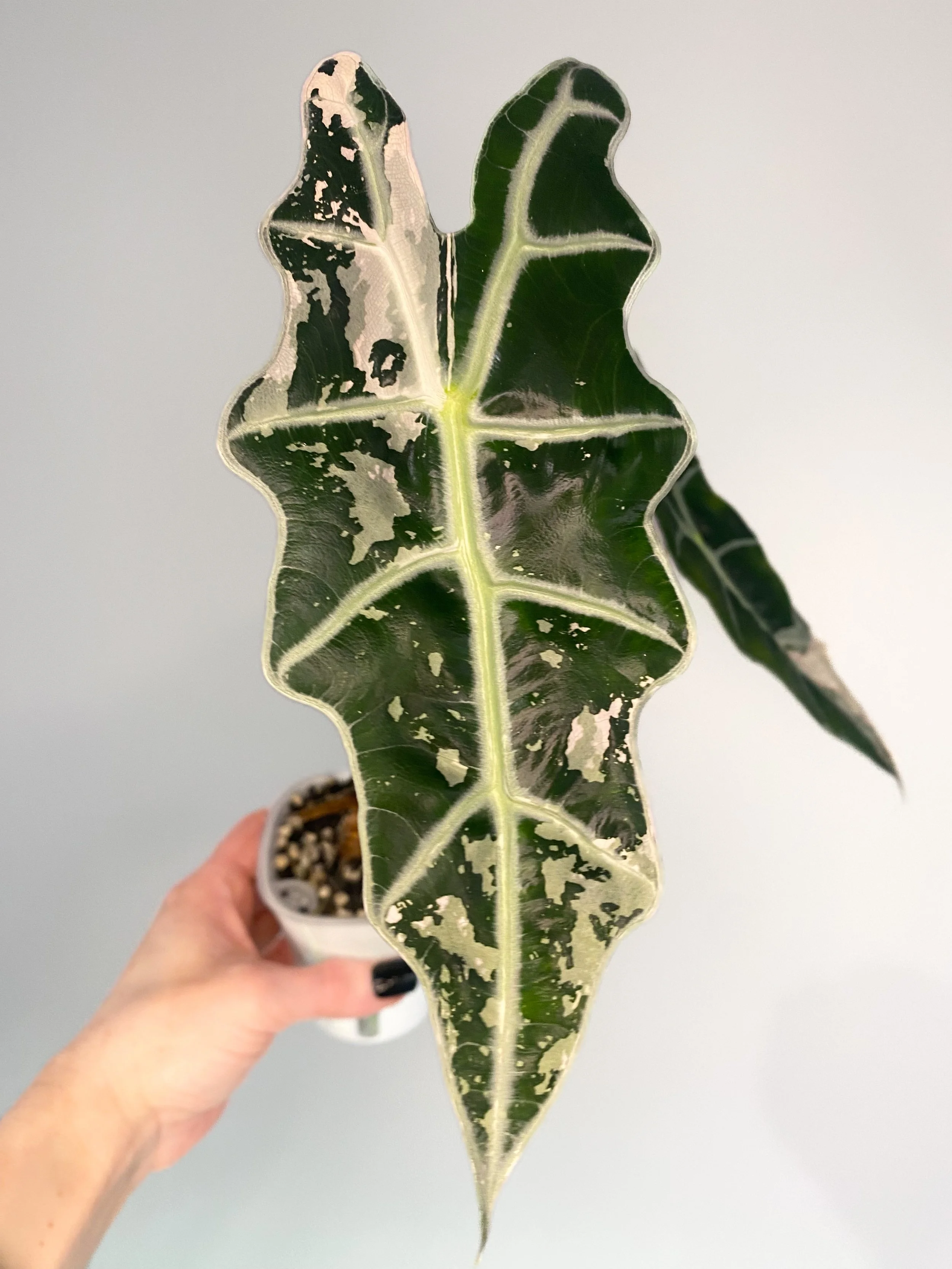 Alocasia Amazonica (true) Pink Variegated