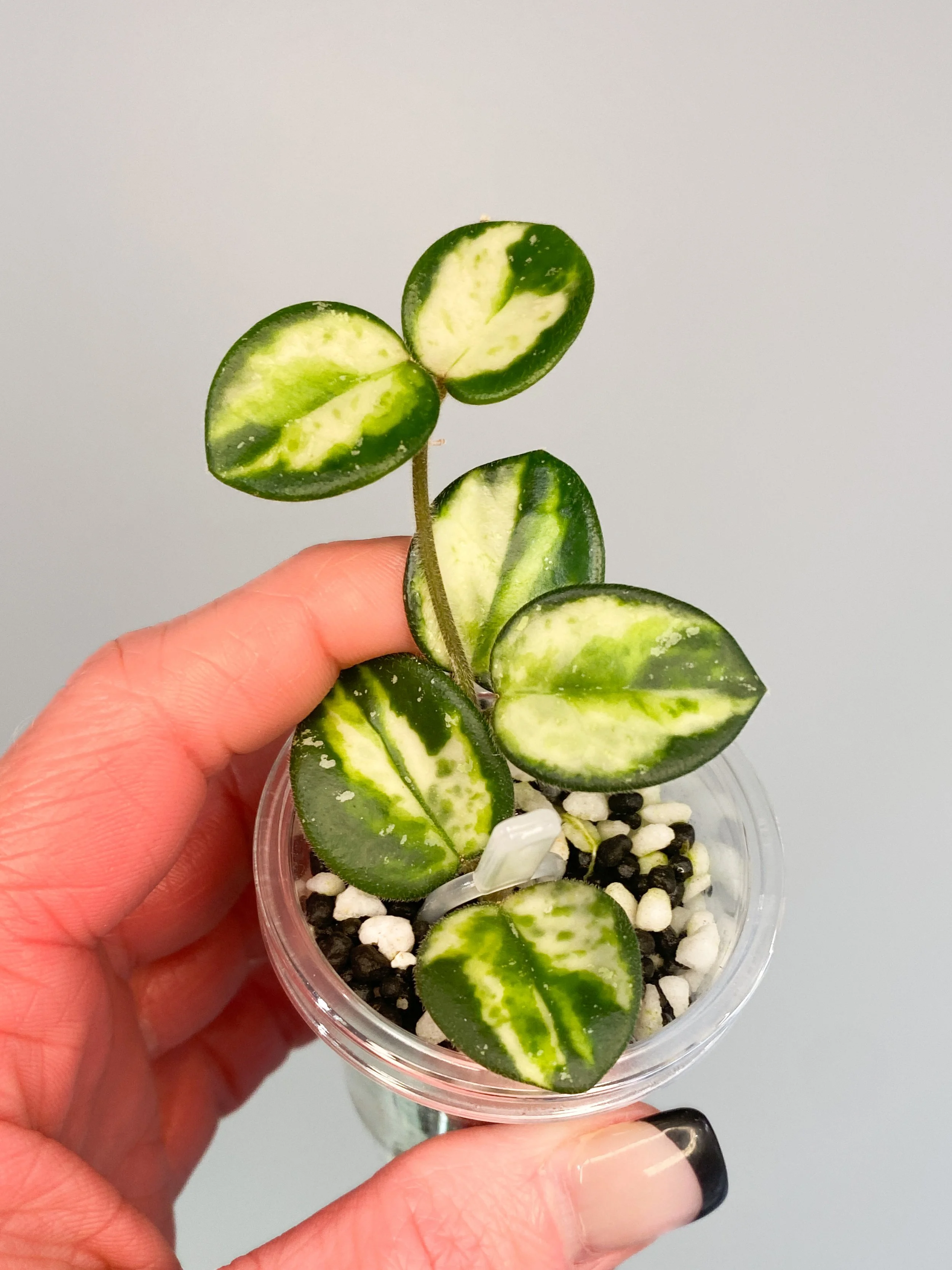 Hoya Mathilde Inner Variegated