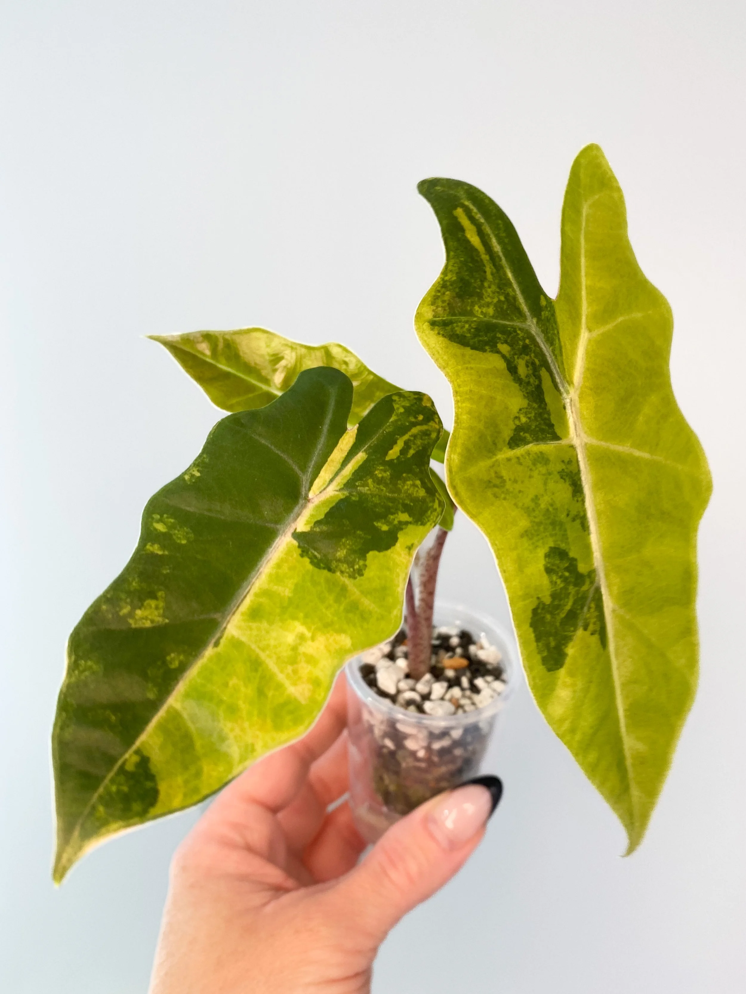 Alocasia Pseudo Sanderiana Aurea Variegated