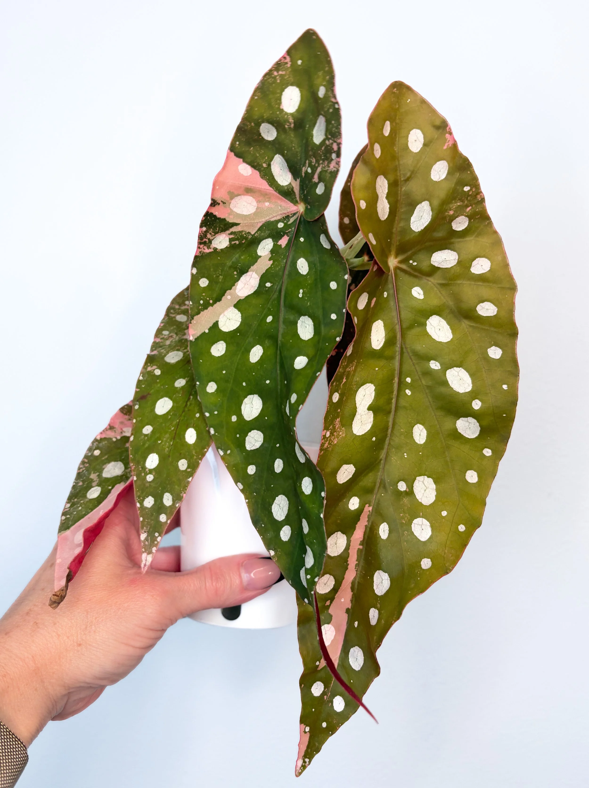 Begonia Maculata Pink Variegated