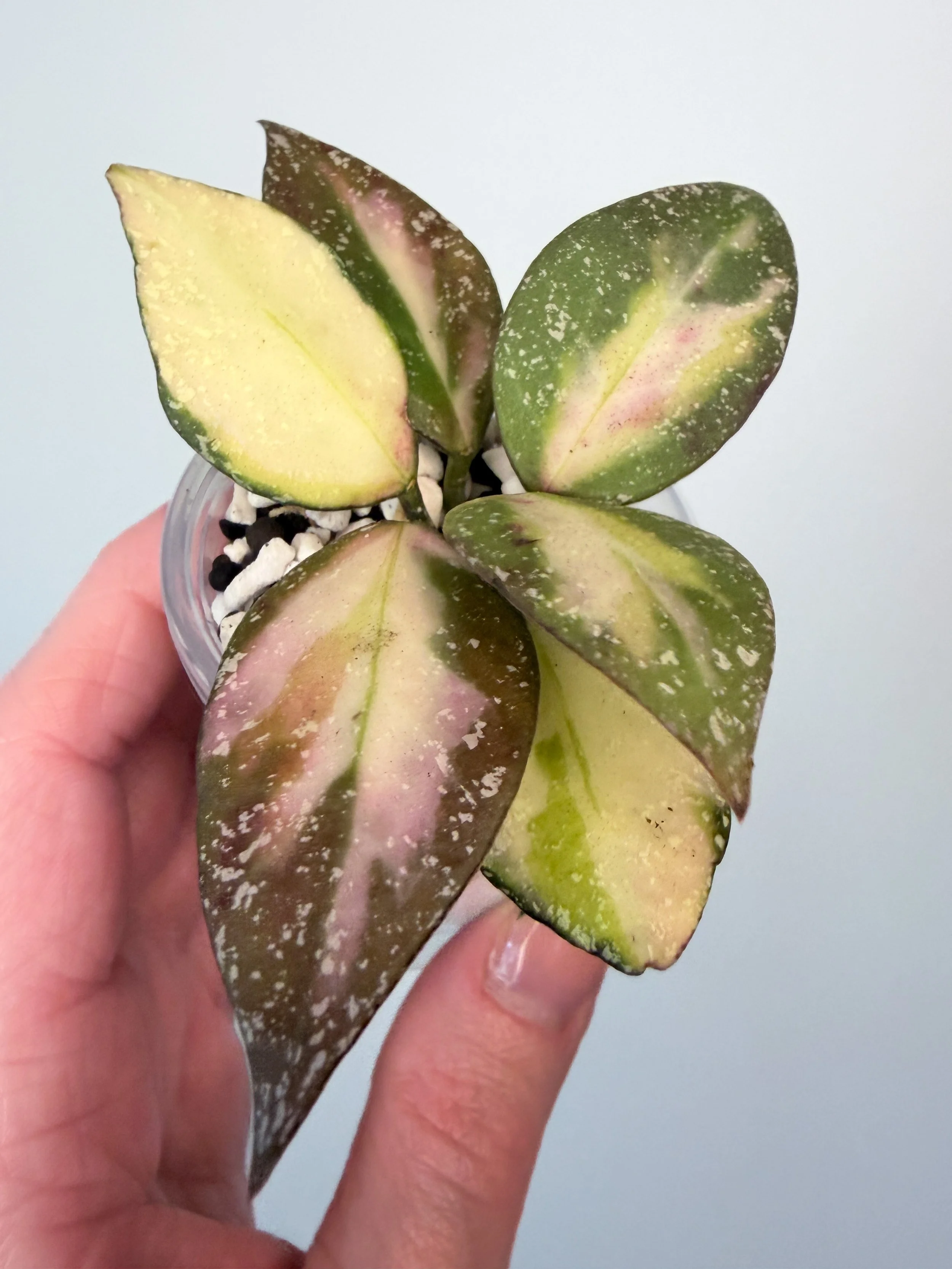 Hoya Nabawanensis Variegated