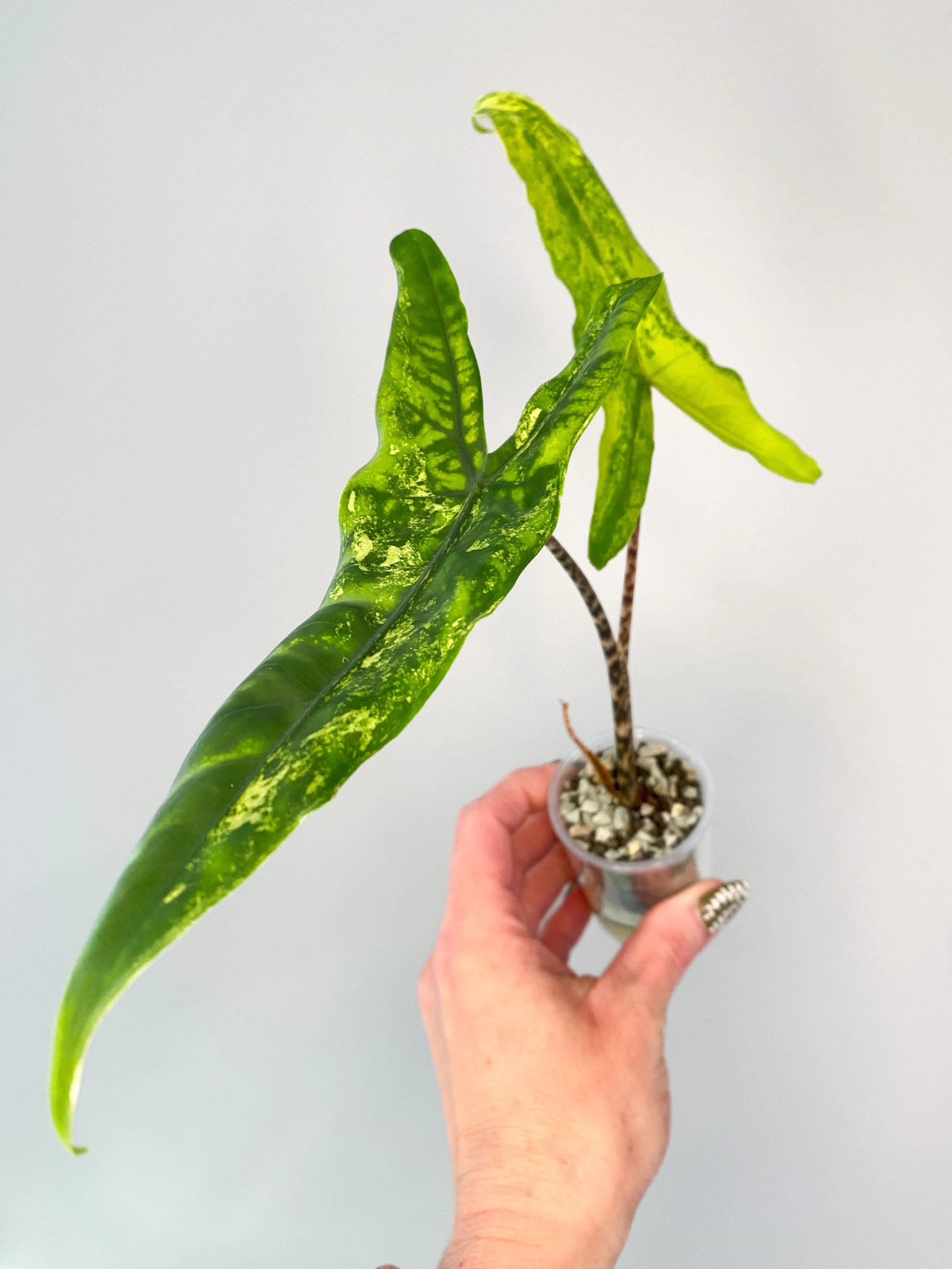Alocasia Tigrina Superba Variegated