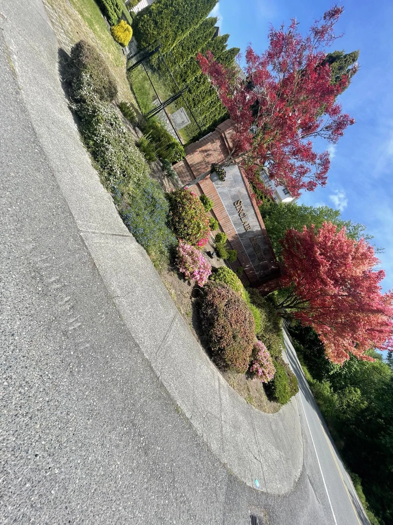 View of a roadside garden with vibrant red and pink trees, green shrubs, and flowering plants, in front of a brick wall with signage that reads "SINGLE AUR", with a sidewalk and road in the foreground, under a clear blue sky.