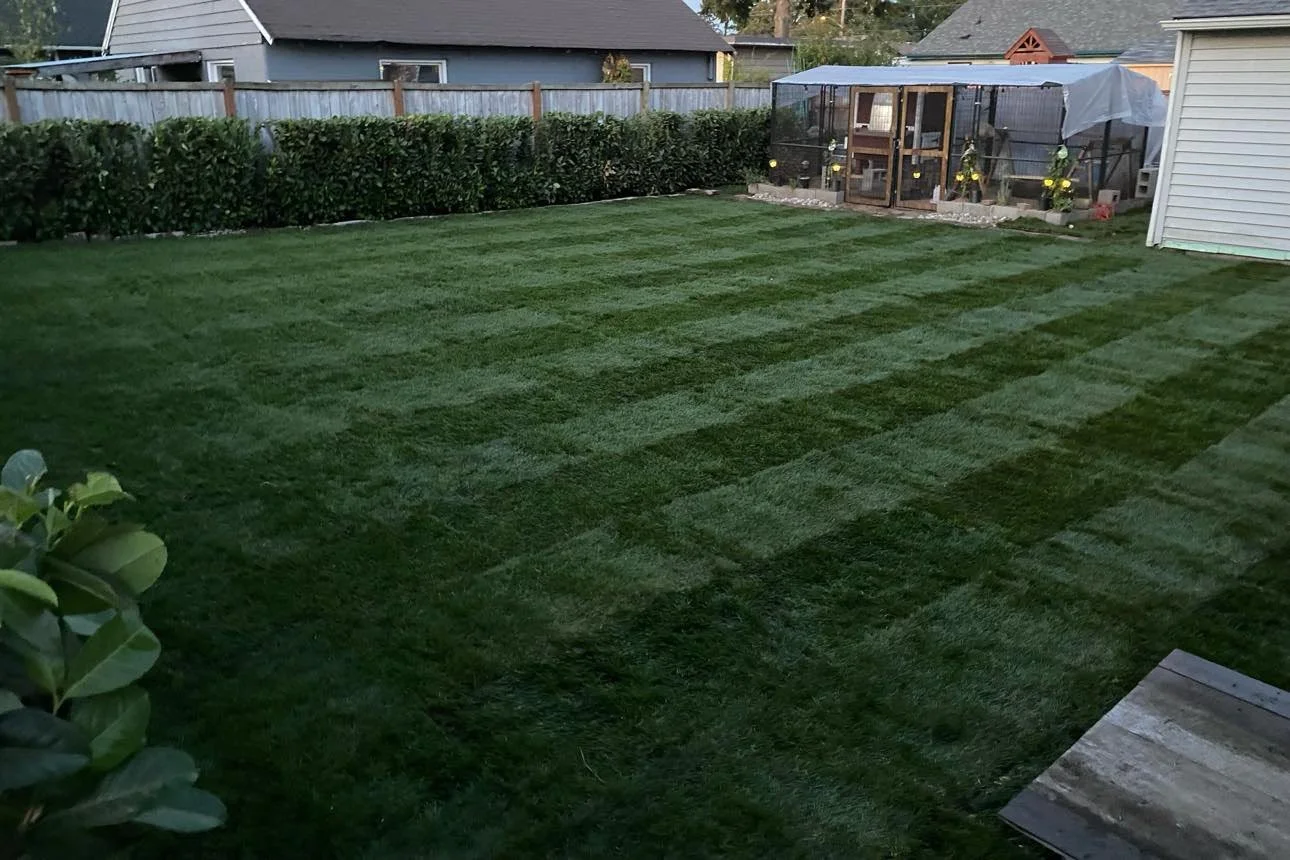 Backyard with freshly mowed grass, a wooden deck, a hedge along the fence, and a small greenhouse or garden enclosure in the background with potted plants and flowers.