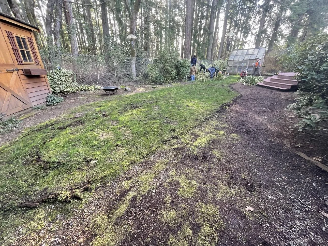 A backyard with a patch of new grass, a gravel path, a wooden shed, and a greenhouse, with people working on gardening in the background.
