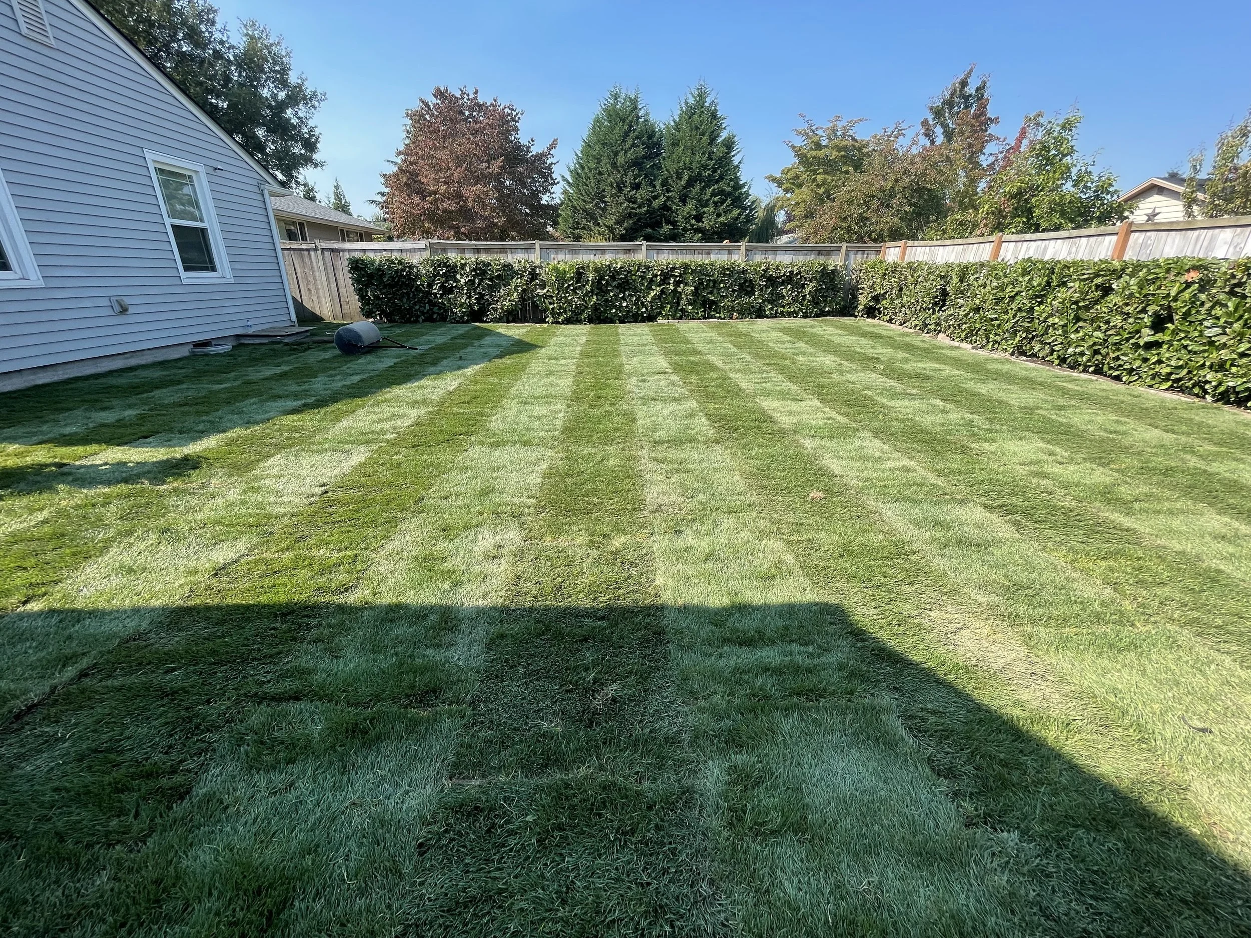 A backyard with neatly mowed green grass, bordered by a wooden fence and tall bushes, with a house on the left side and trees in the background.