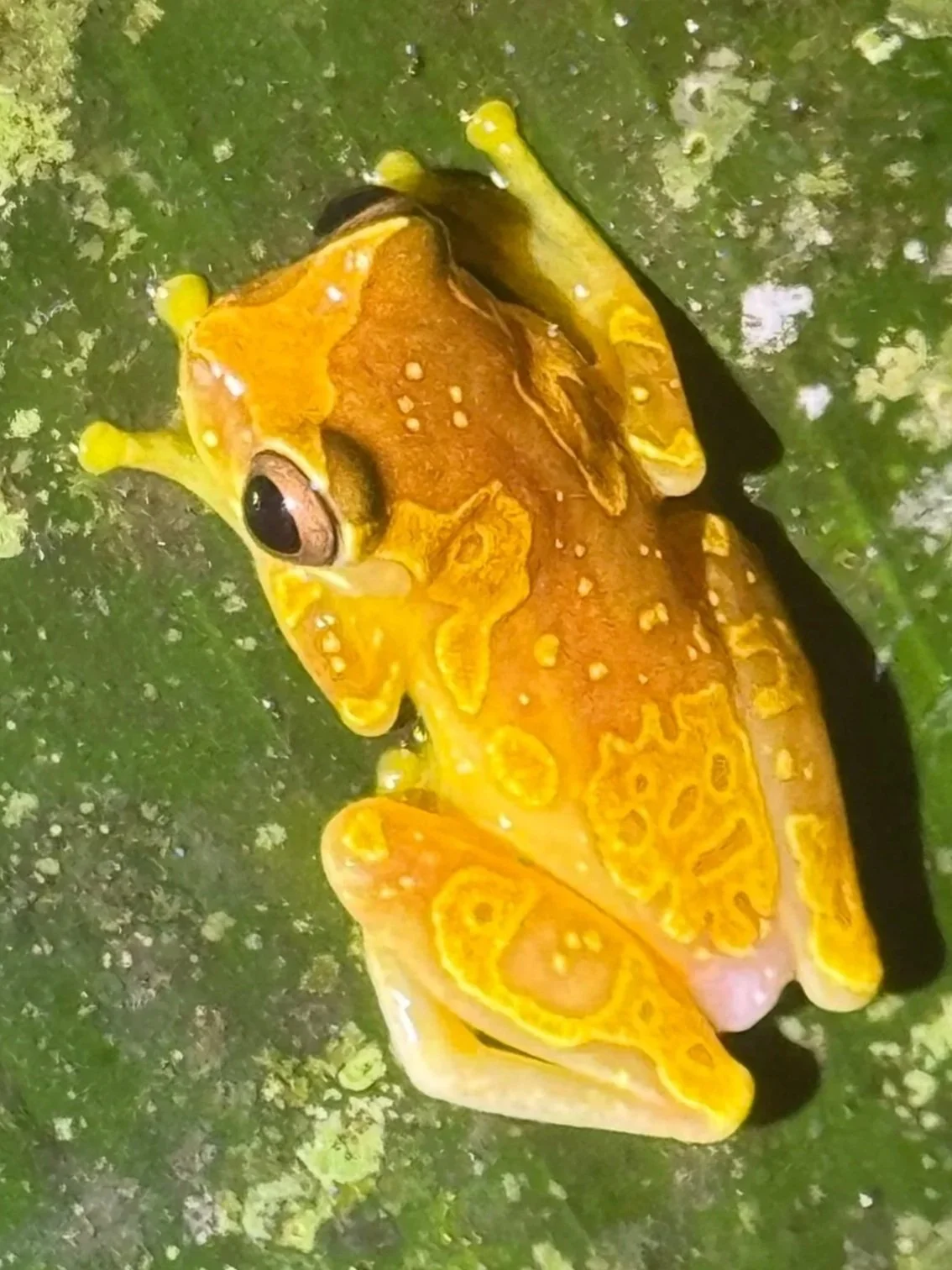 Harlequin Treefrog