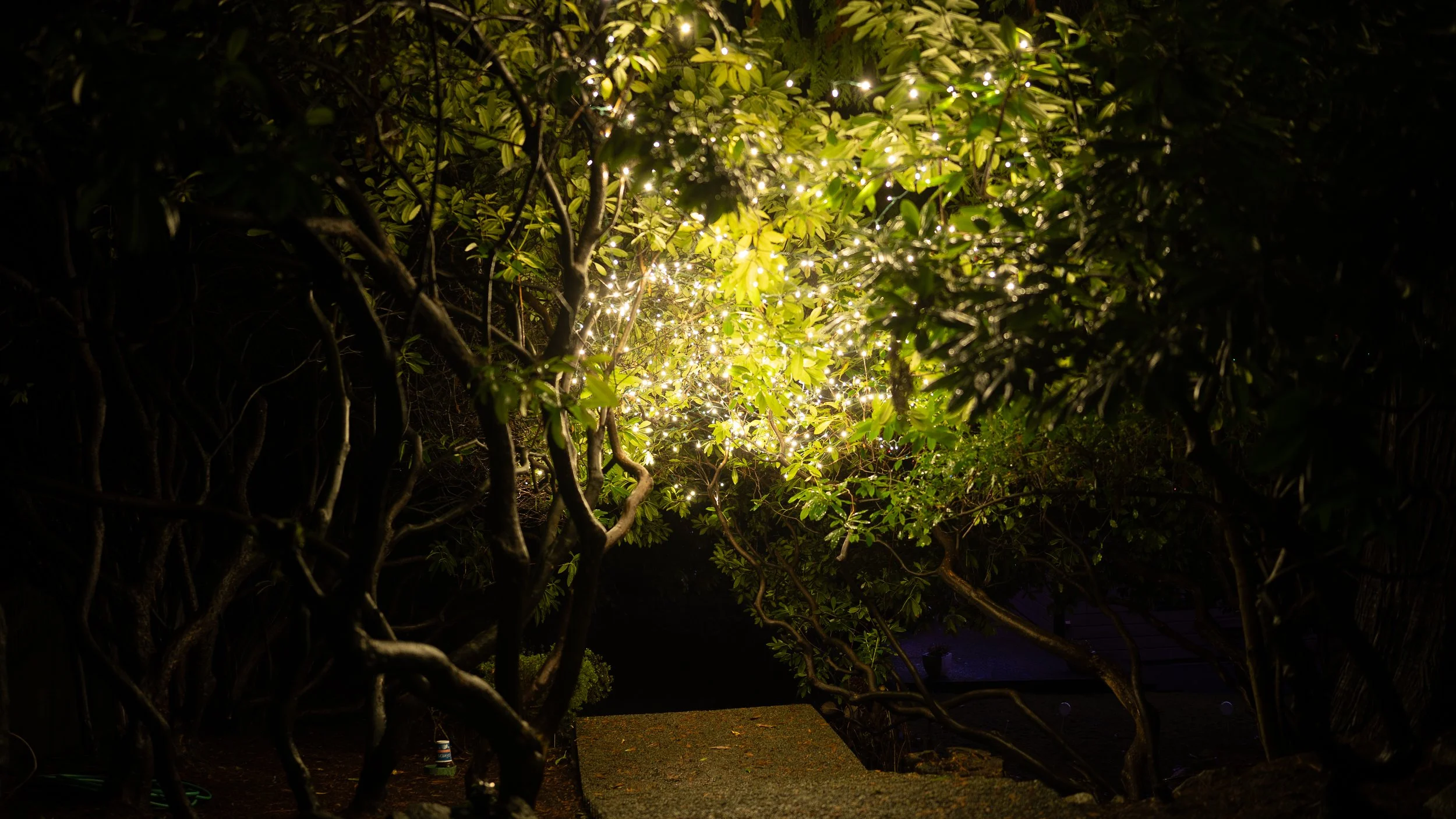 View of house roofs with skylights and vents, some wet from rain, with trees and neighboring houses in the background.