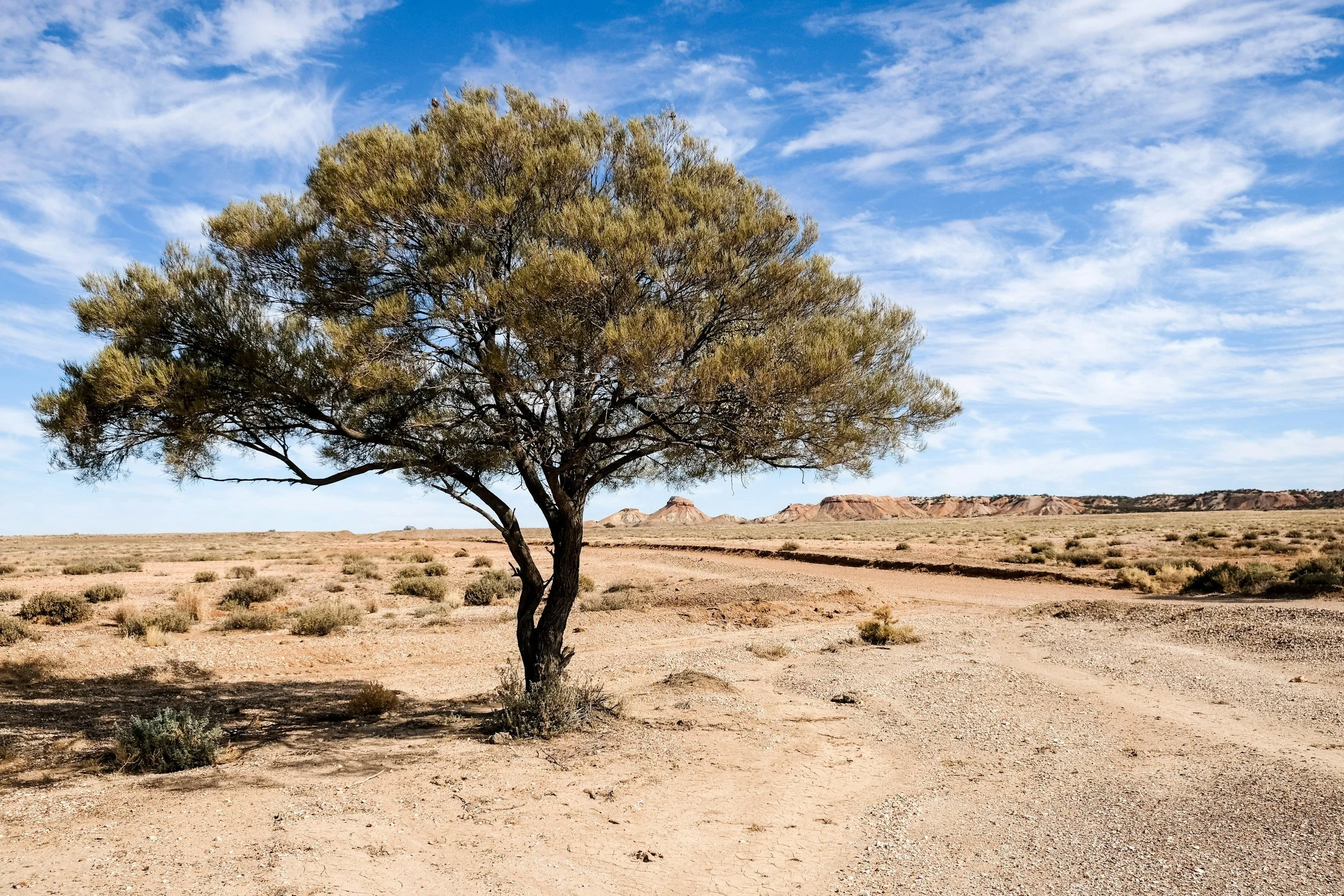 A lone tree in a desert landscape under a partly cloudy blue sky.