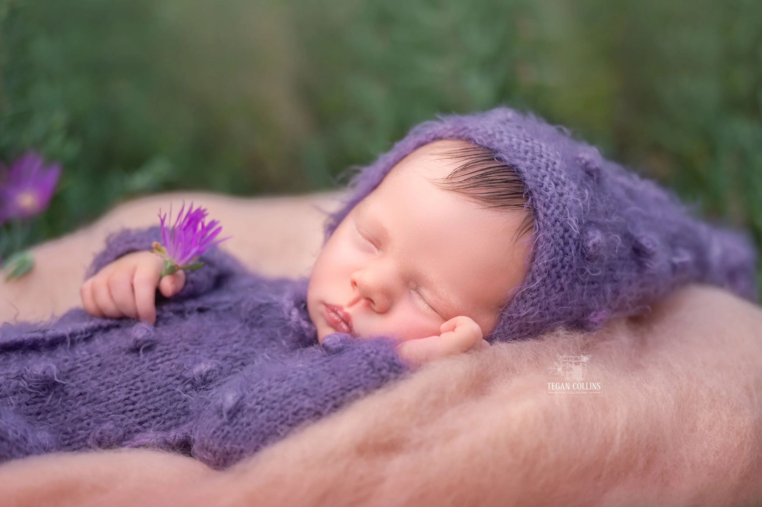 A sweet newborn holds a flower while wearing a puple pixie hat and newborn knitted suit. 