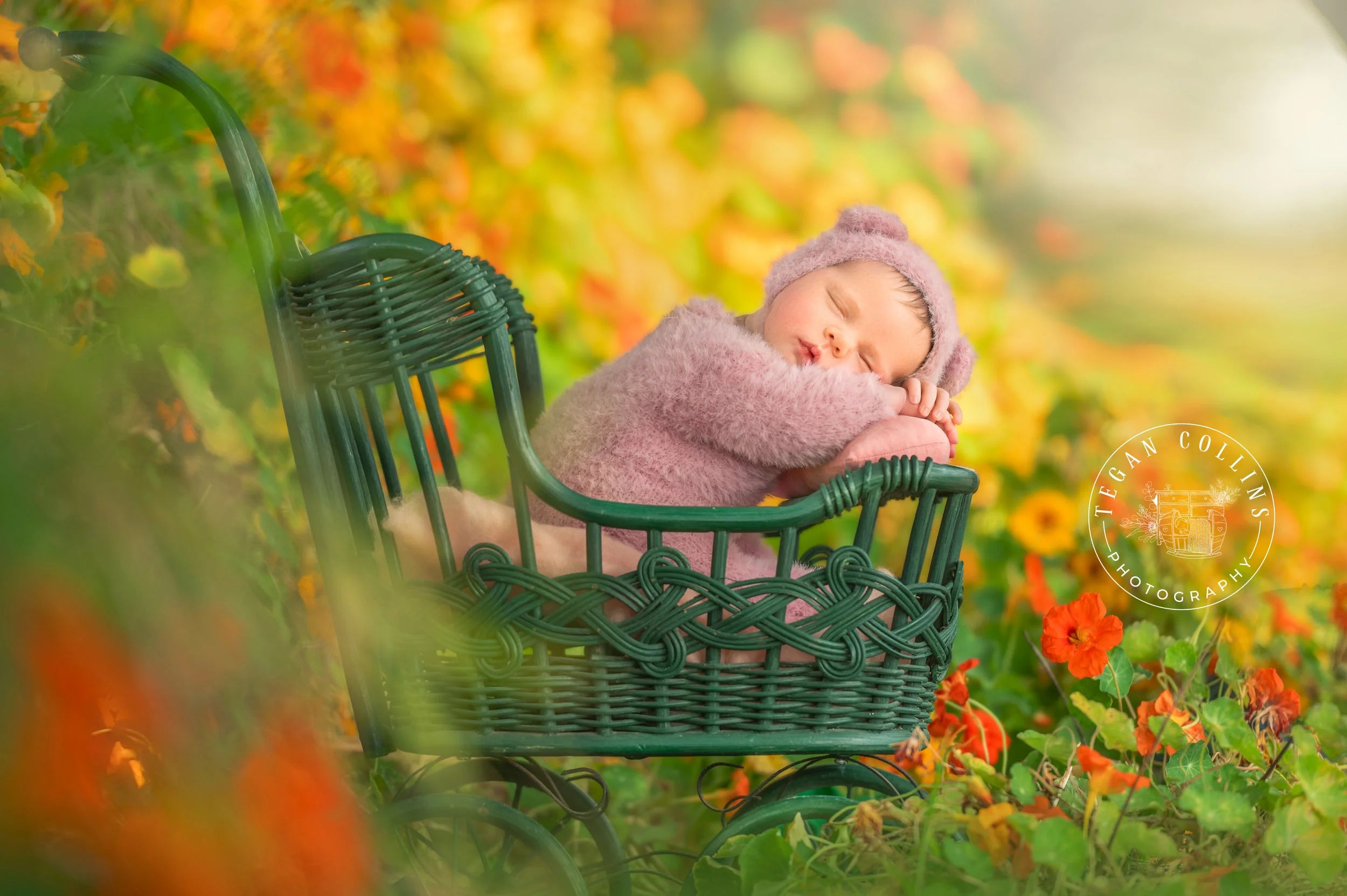 A newborn baby wearing a pink soft suit in an antique doll pram amonst some blooms of nasteritiams
