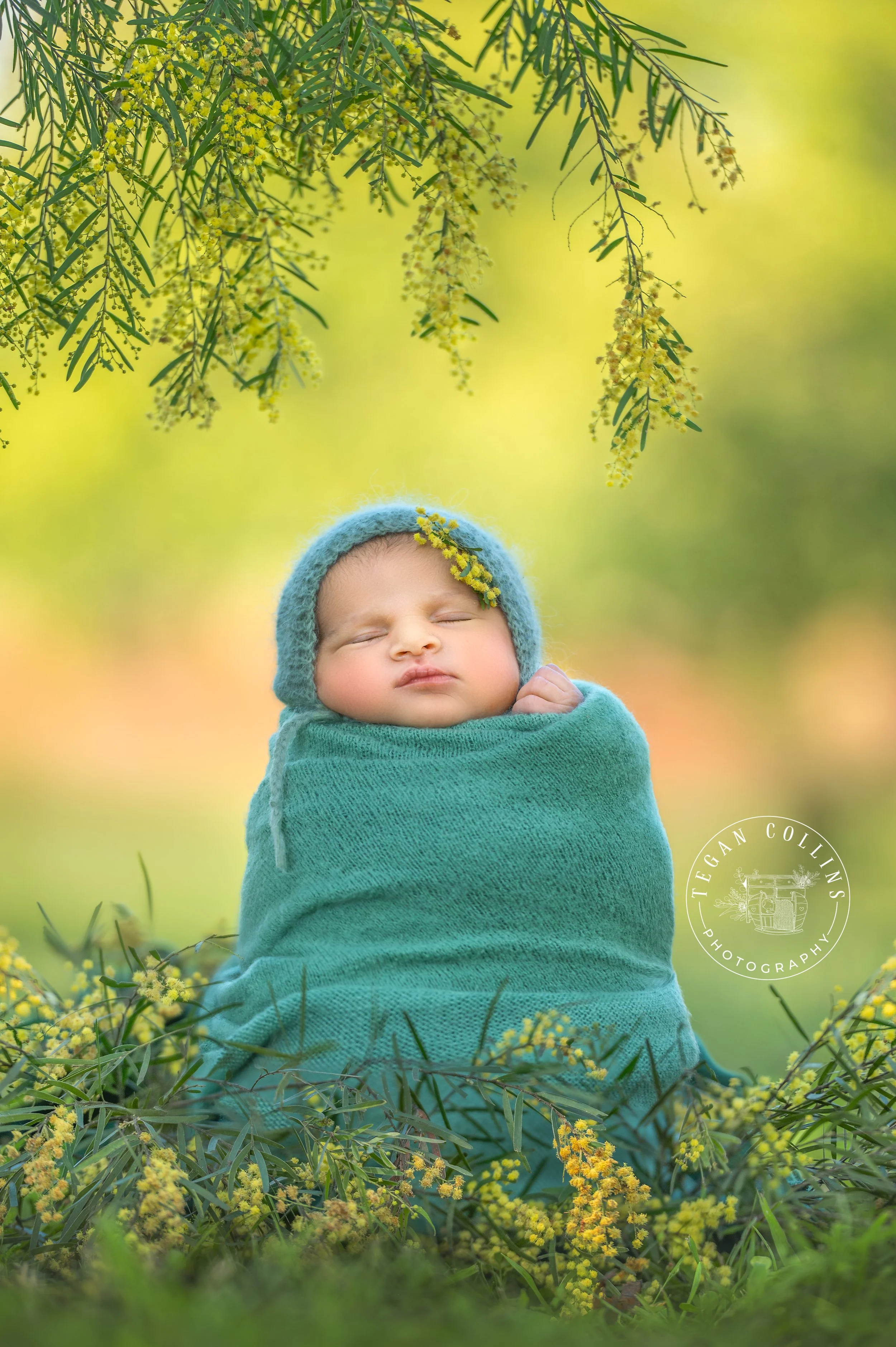 A newborn baby girl is wrapped like a potato sack and placed in a standing position. above her and below her are golden wattle. 