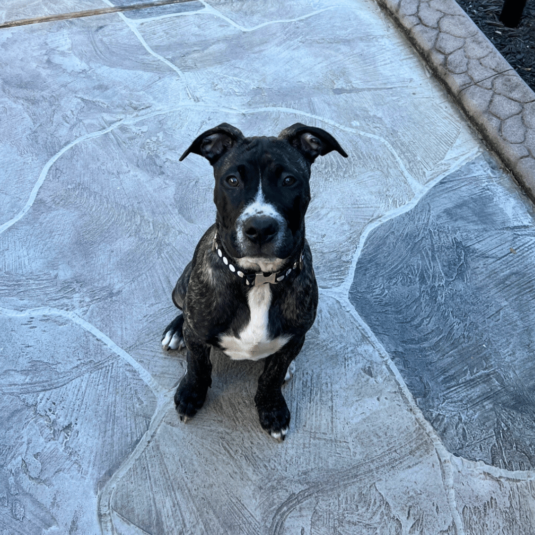 Bane - Reality-Based Puppy Training & Behavior Washington DC | Dog ...