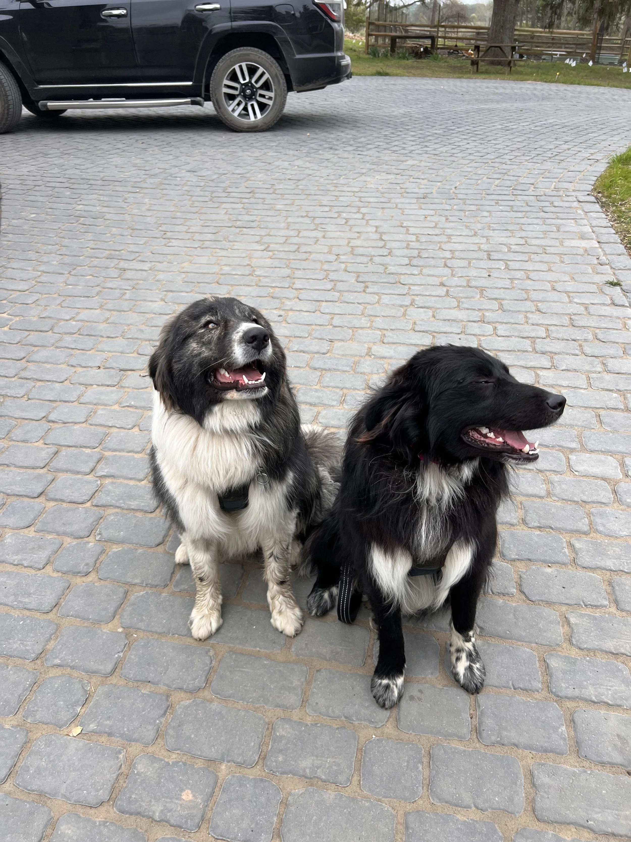 Two black and white dogs sitting on a brick driveway, with a black car and a wooden fence in the background.