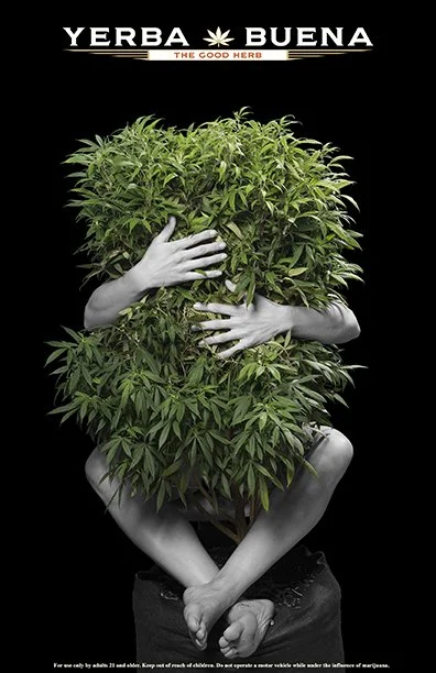 An unknown cultivator returns the love cannabis has given to them by wrapping their arms and legs around a fully grown weed plant for a DOPE magazine ad for Yerba Buena Farm in Oregon.